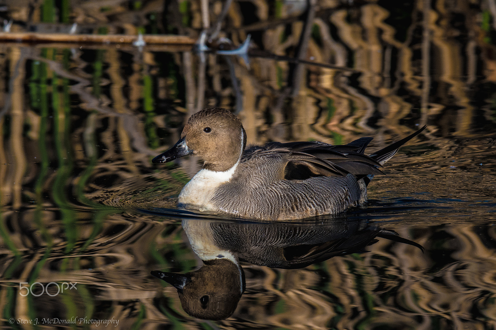 Nikon AF-S Nikkor 600mm F4E FL ED VR sample photo. Tiger pintail photography
