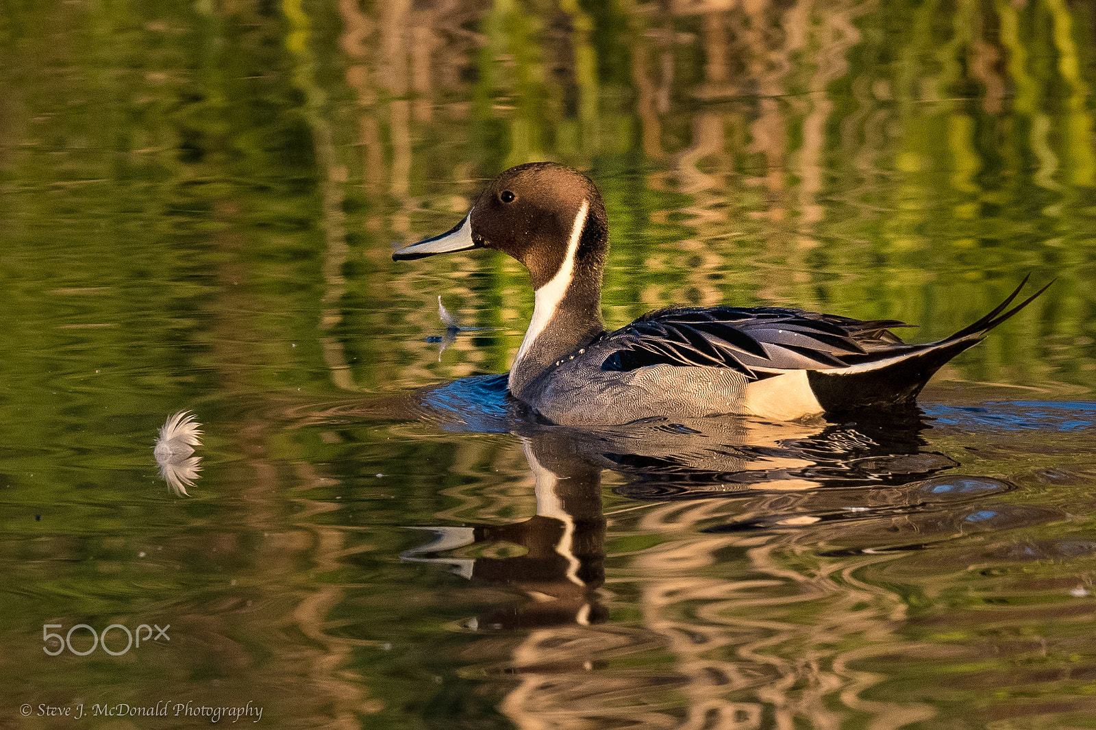 Nikon AF-S Nikkor 600mm F4E FL ED VR sample photo. Drake northern pintail photography