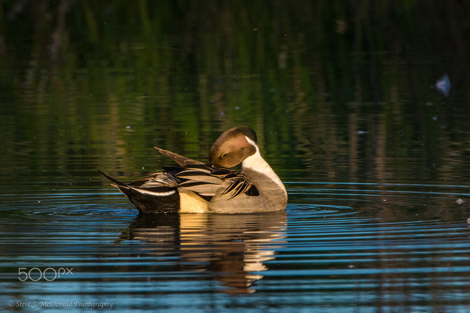 Nikon D7100 + Nikon AF-S Nikkor 200-400mm F4G ED-IF VR sample photo. Preening pintail photography