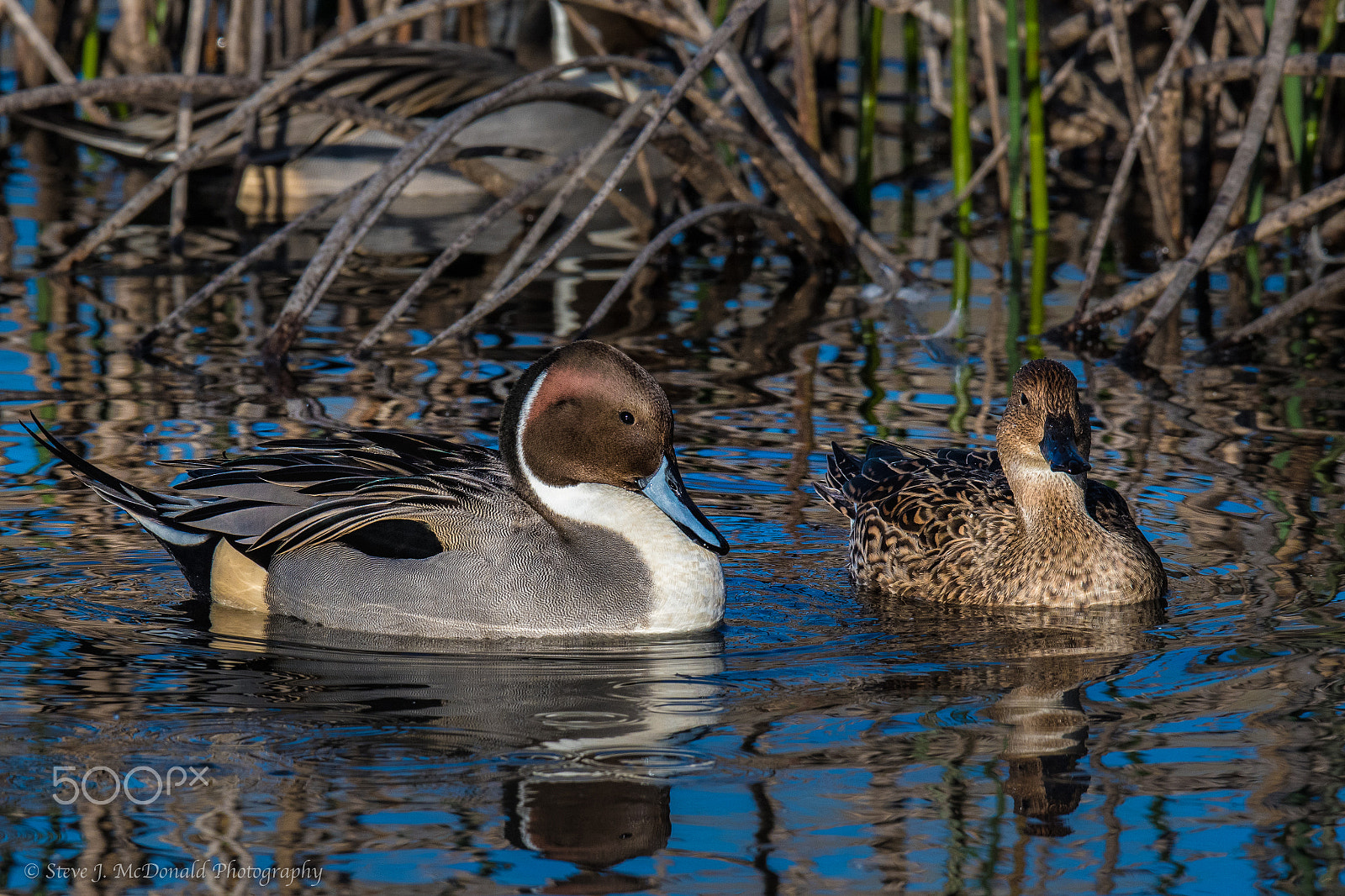 Nikon D500 + Nikon AF-S Nikkor 600mm F4E FL ED VR sample photo. Pintail pair photography