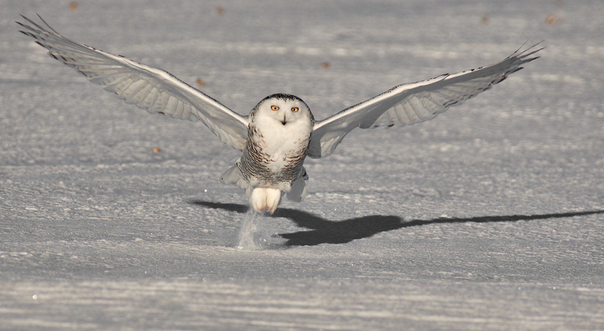 Nikon AF-S Nikkor 200-500mm F5.6E ED VR sample photo. Snowy owl photography