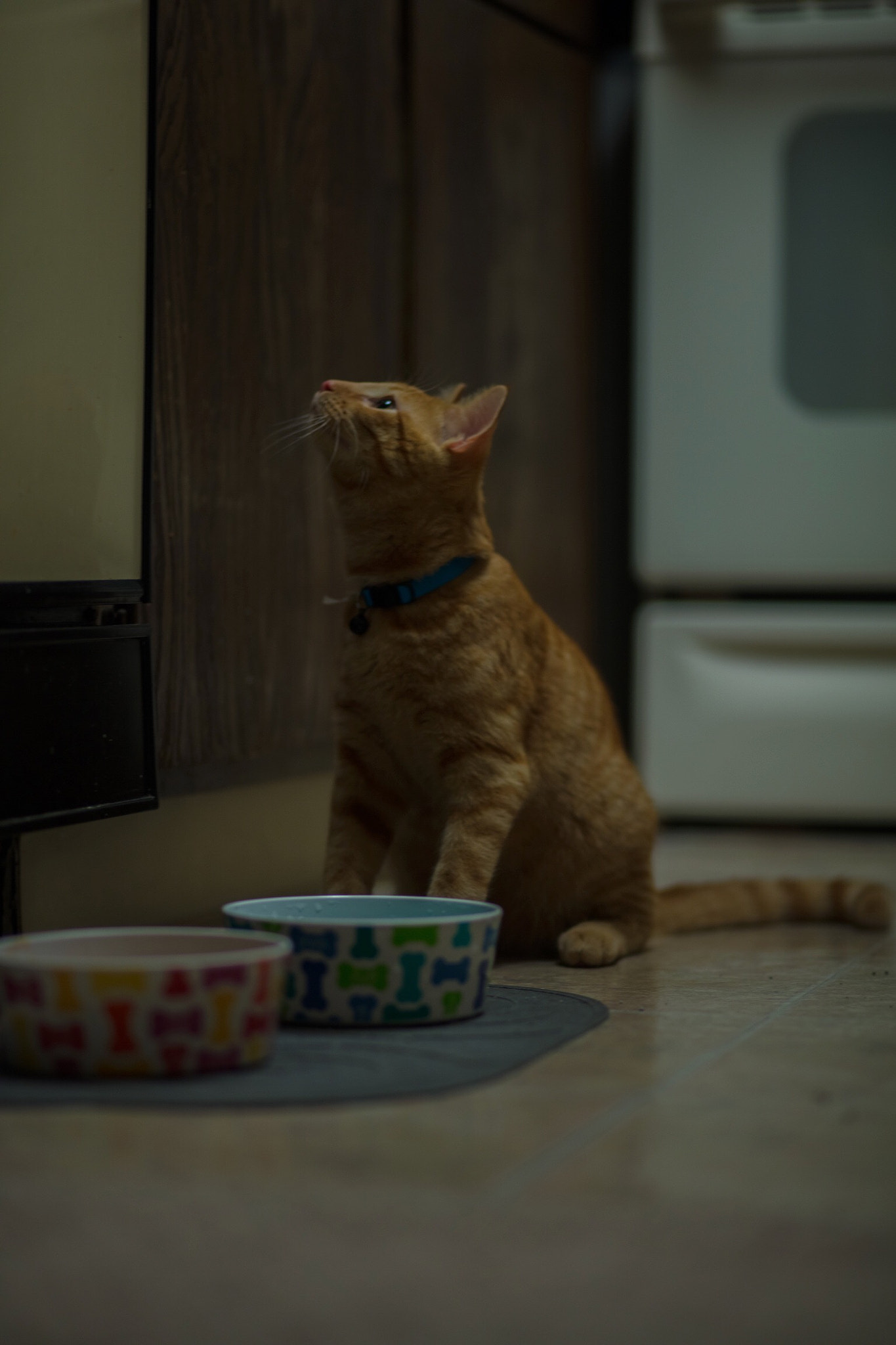 Canon EF 85mm F1.8 USM sample photo. Another great cat portrait photography
