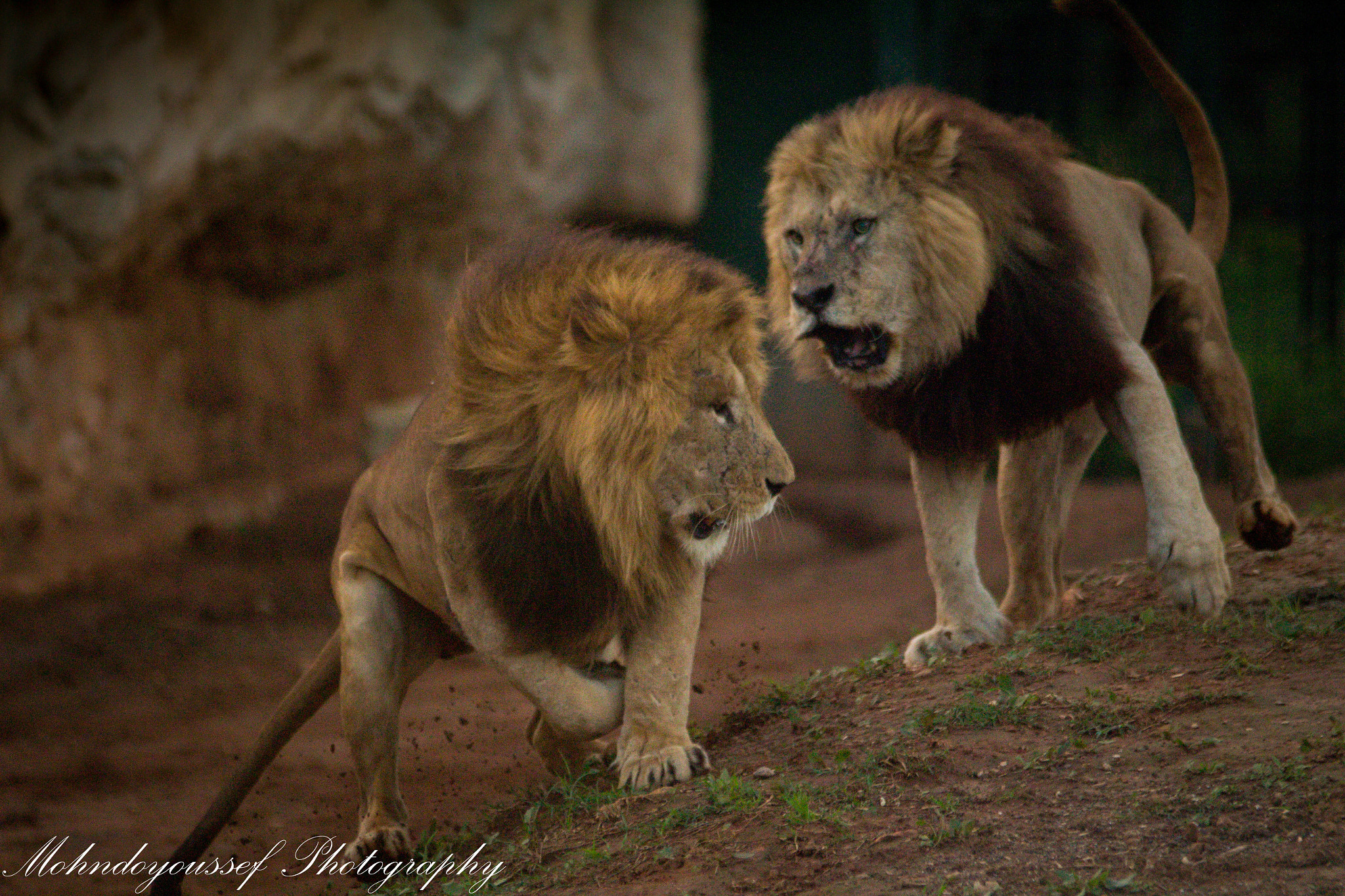 Canon EOS 100D (EOS Rebel SL1 / EOS Kiss X7) + Tamron SP AF 70-200mm F2.8 Di LD (IF) MACRO sample photo. The lions of atlas photography