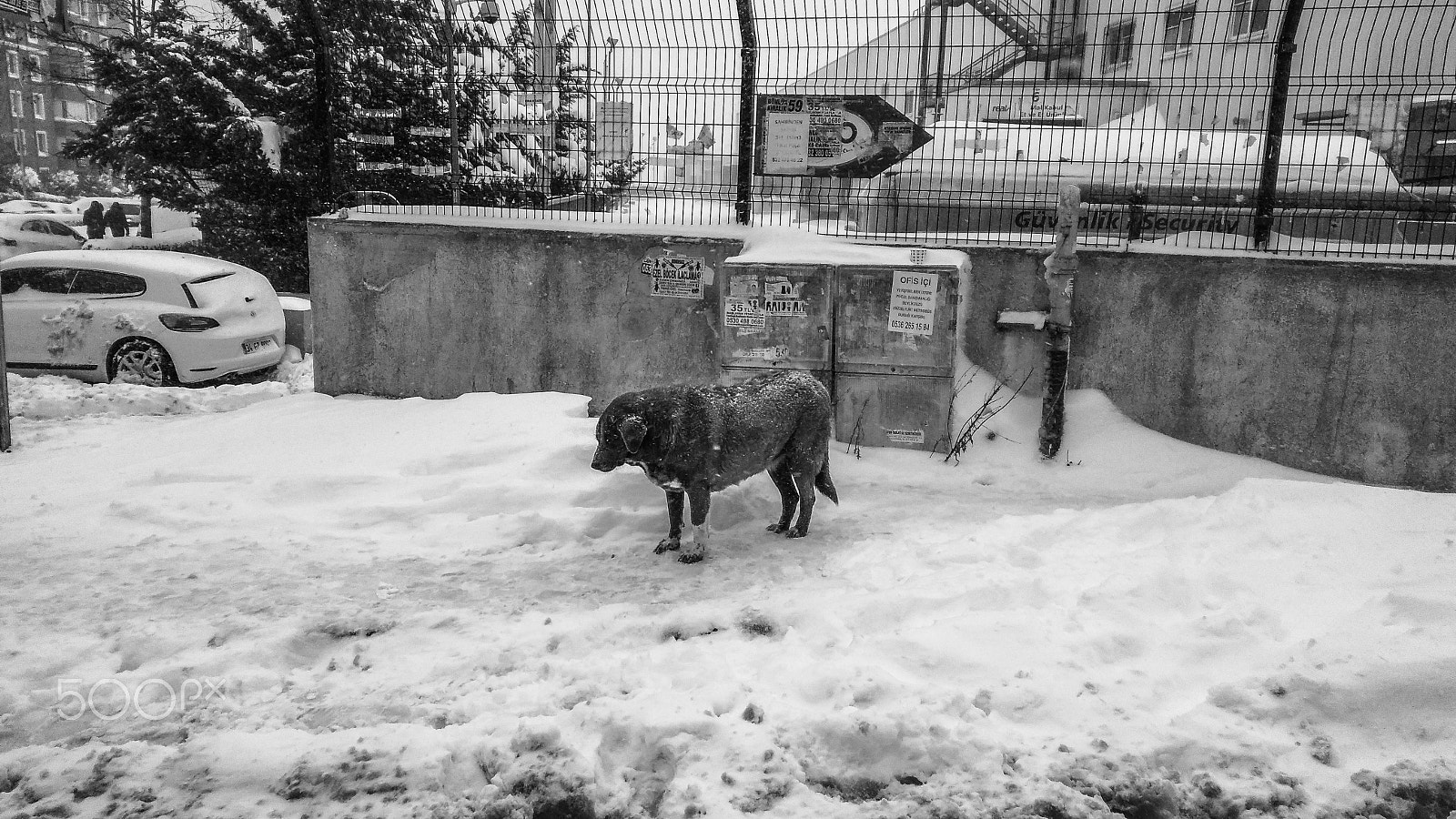 LG K520 sample photo. A sad dog in the snow photography