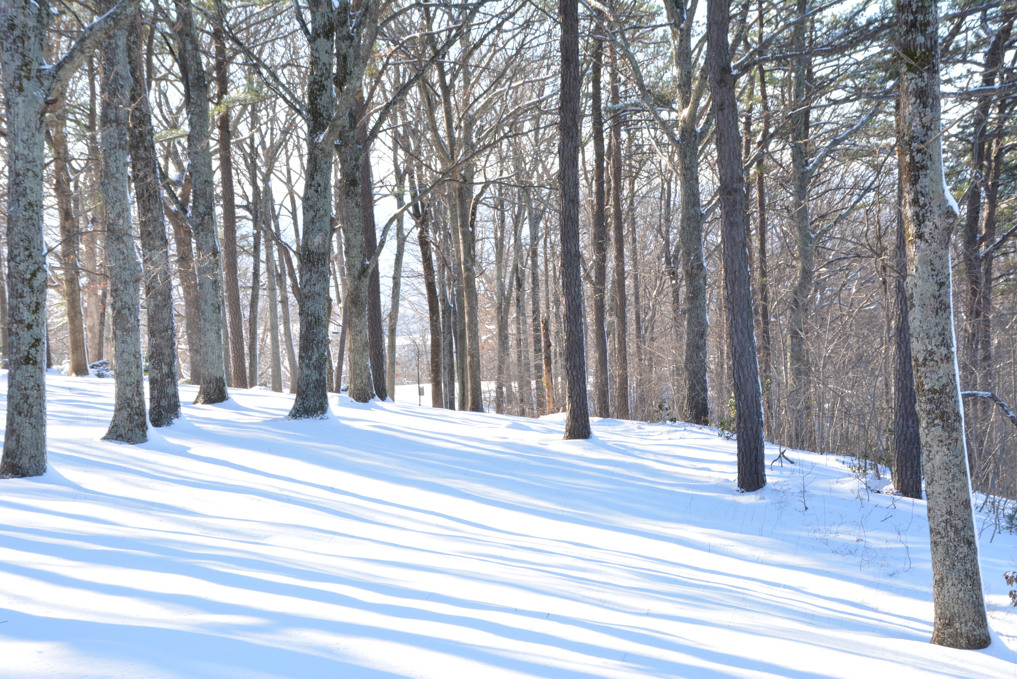Sigma 18-250mm F3.5-6.3 DC Macro OS HSM sample photo. Forest covered with snow photography