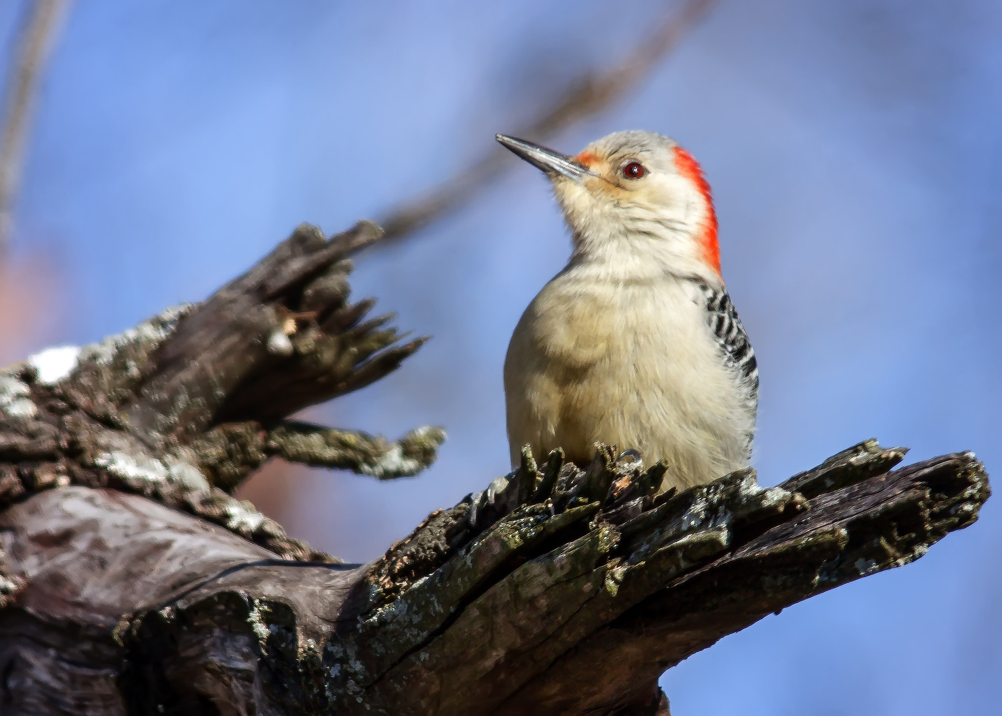 Sigma 150-500mm F5-6.3 DG OS HSM sample photo. Red-bellied woodpecker photography