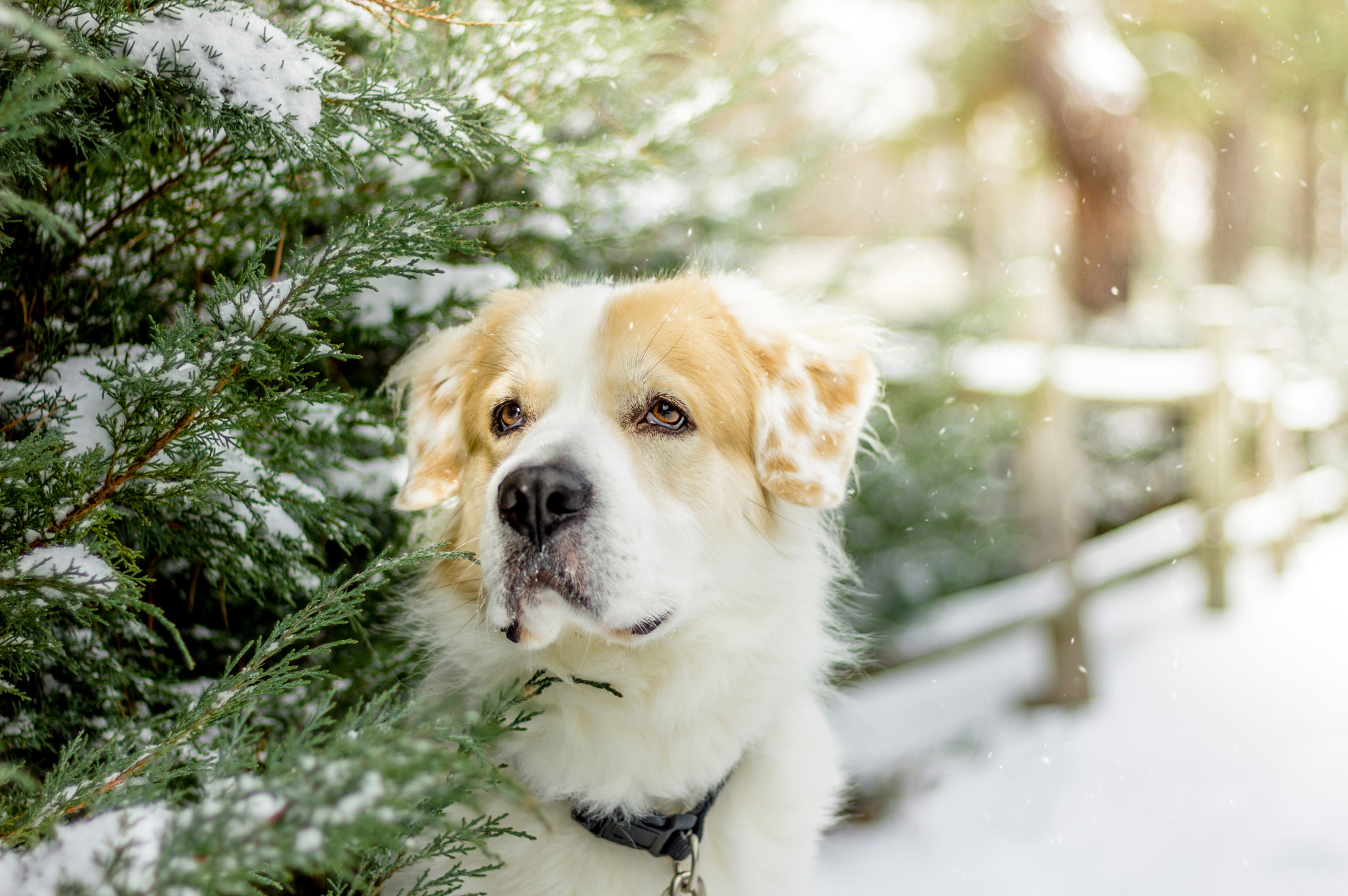 Canon EOS 550D (EOS Rebel T2i / EOS Kiss X4) sample photo. Maximus, snow day portrait photography