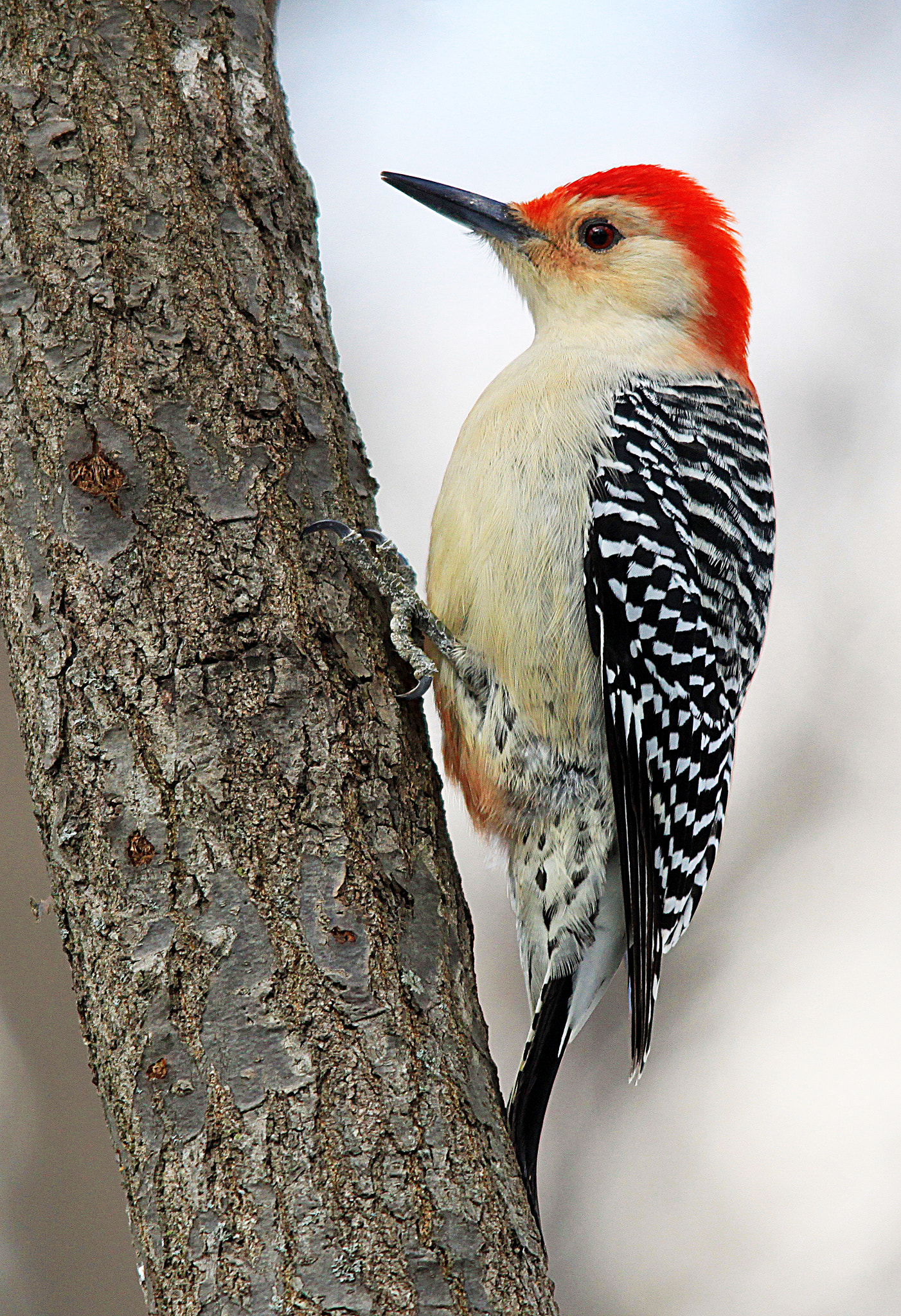 Sigma 150-500mm F5-6.3 DG OS HSM sample photo. Red bellied woodpecker photography