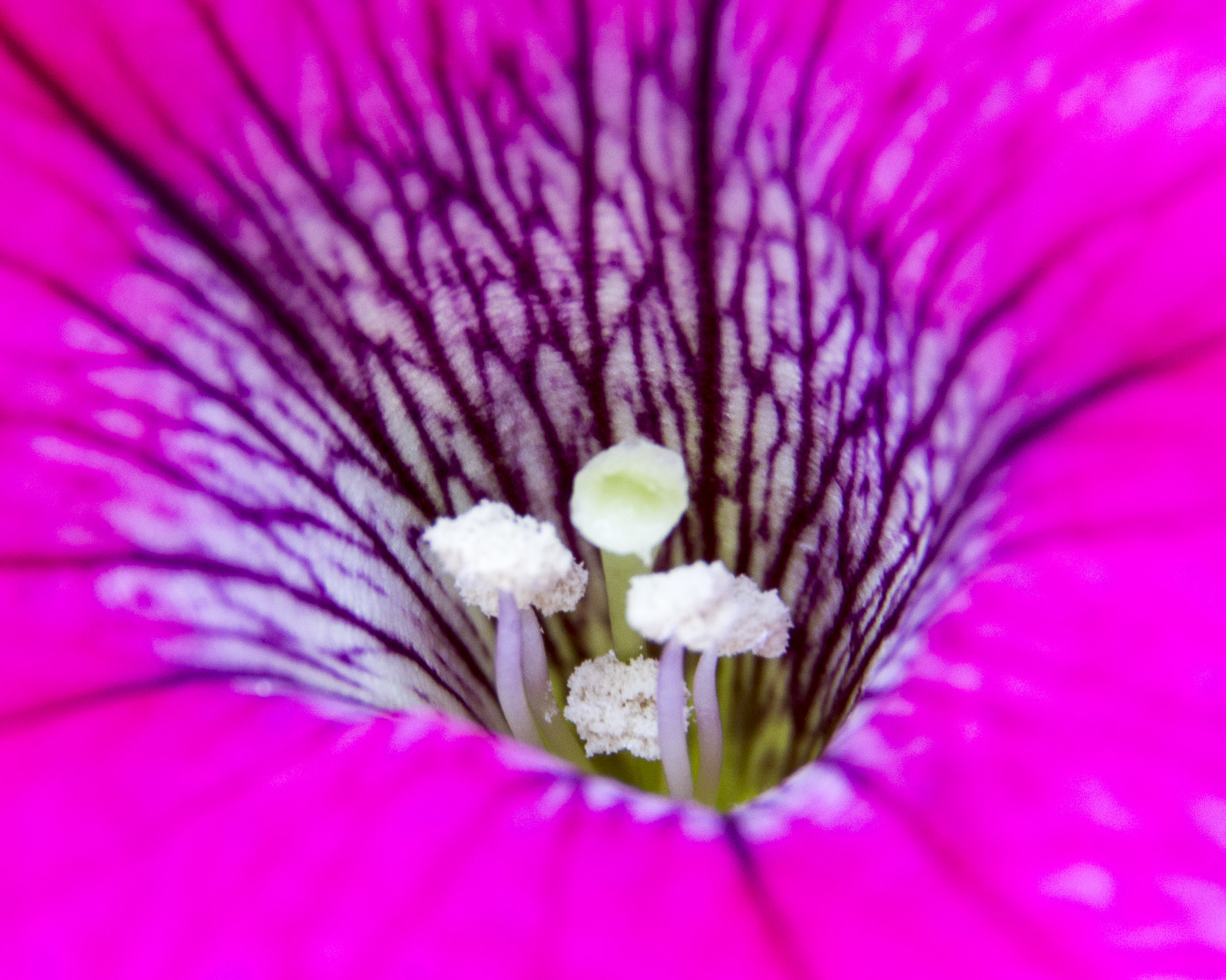 Nikon D7100 + Nikon PC-E Nikkor 24mm F3.5D ED Tilt-Shift sample photo. Macro flowers photography