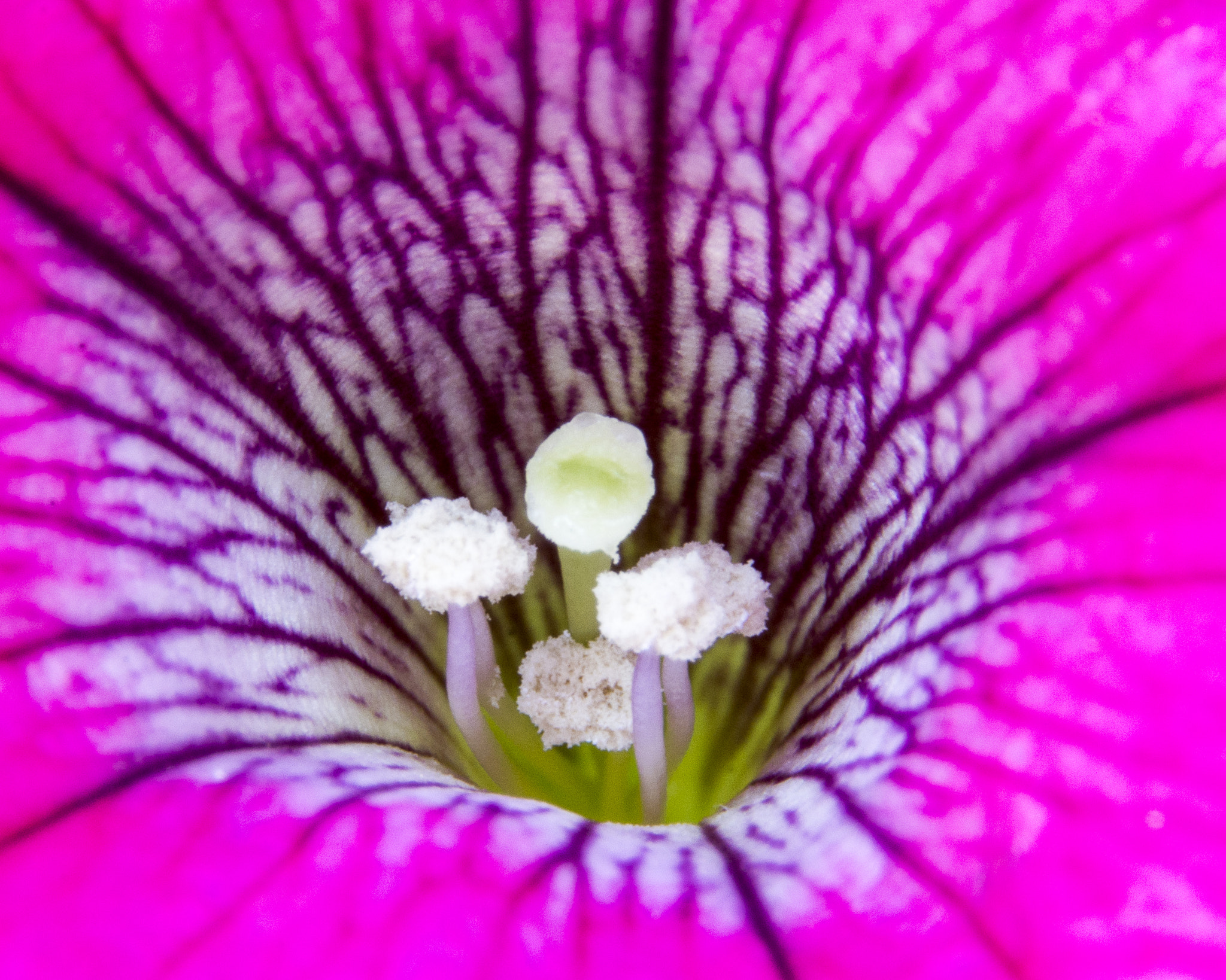 Nikon D7100 + Nikon PC-E Nikkor 24mm F3.5D ED Tilt-Shift sample photo. Macro flowers photography