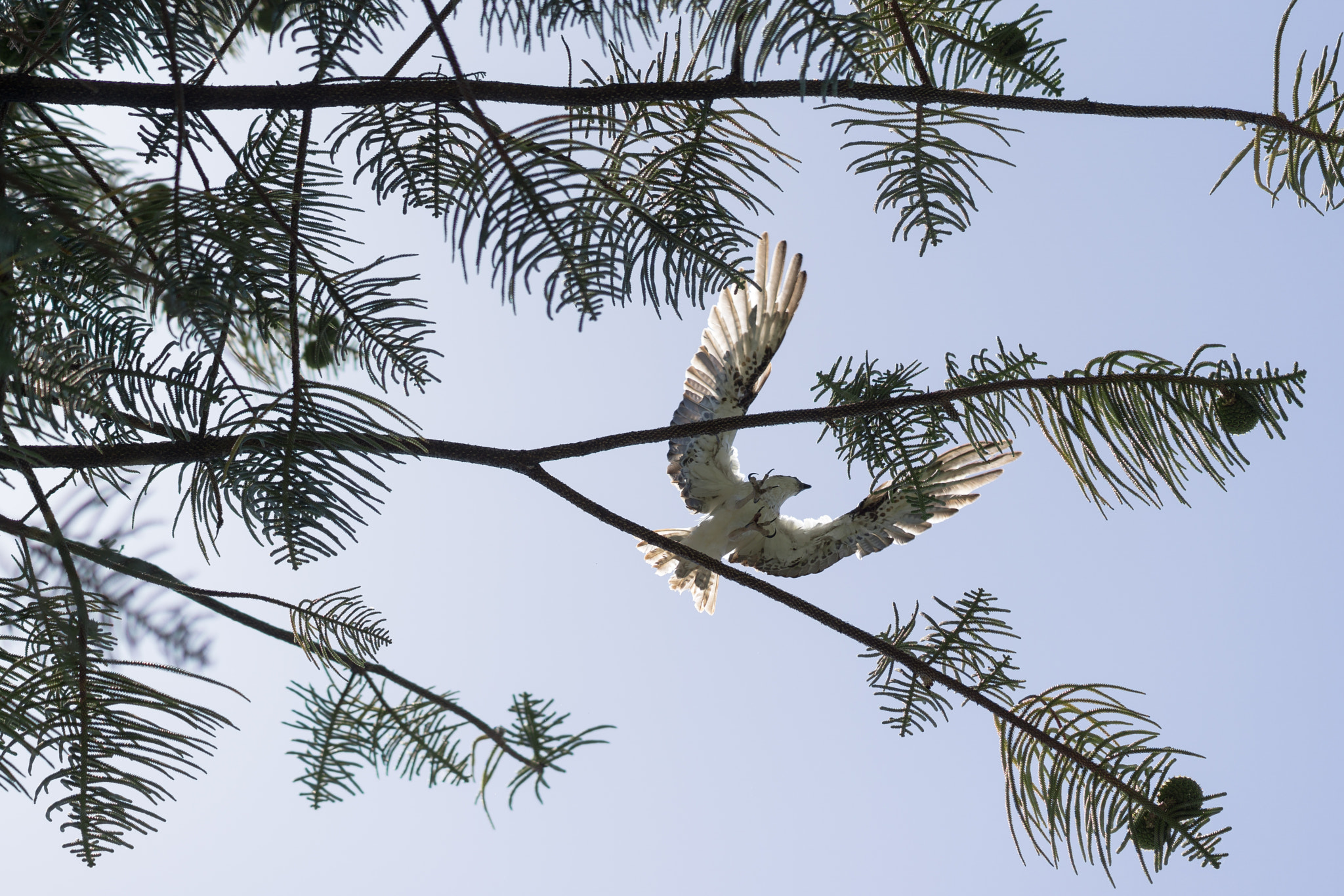 Sony FE 85mm F1.4 GM sample photo. Osprey flying into the sun photography