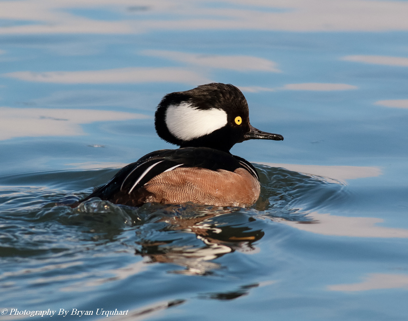 Canon EOS 70D + Canon EF 400mm F5.6L USM sample photo. Hooded merganser photography
