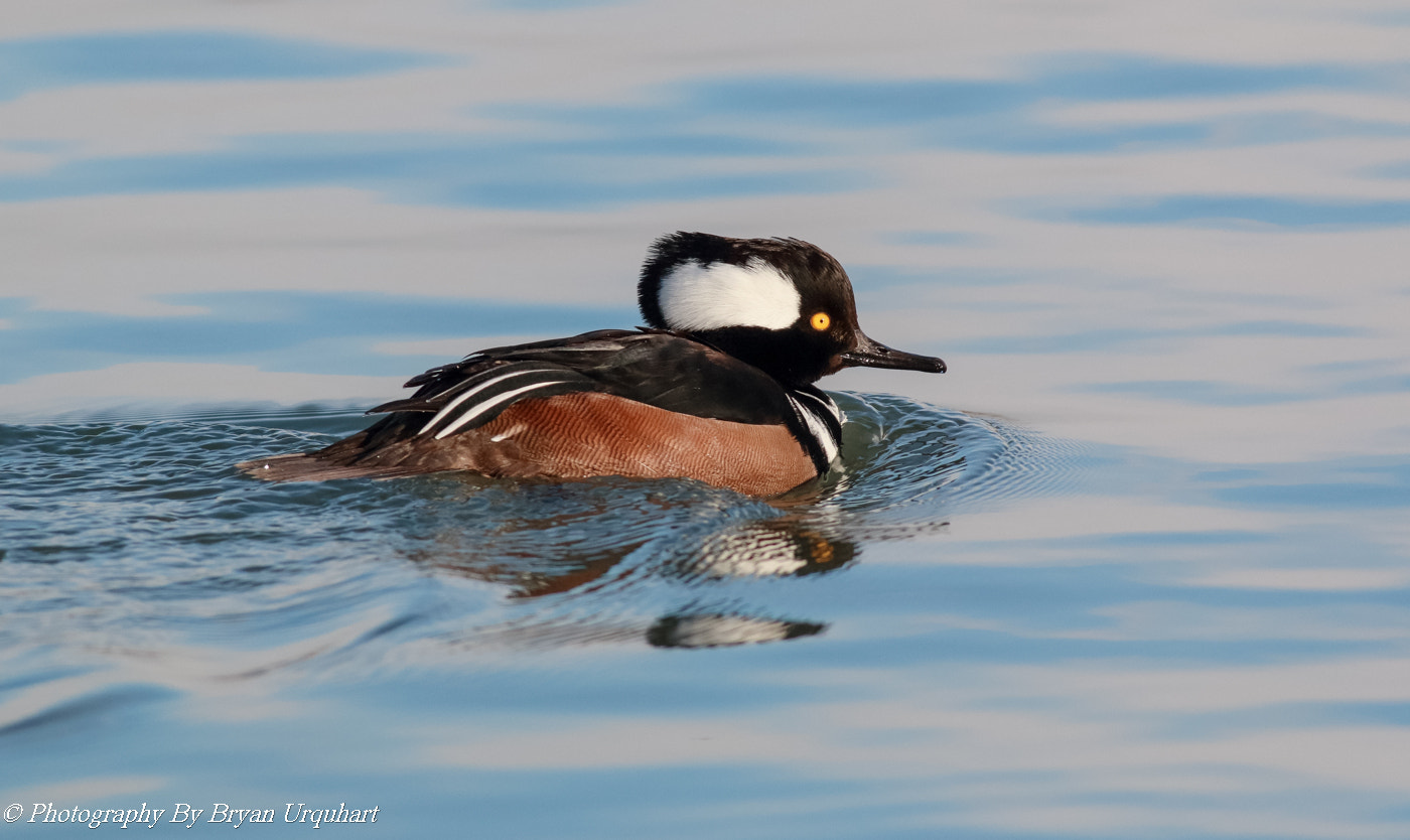 Canon EF 400mm F5.6L USM sample photo. Hooded merganser photography