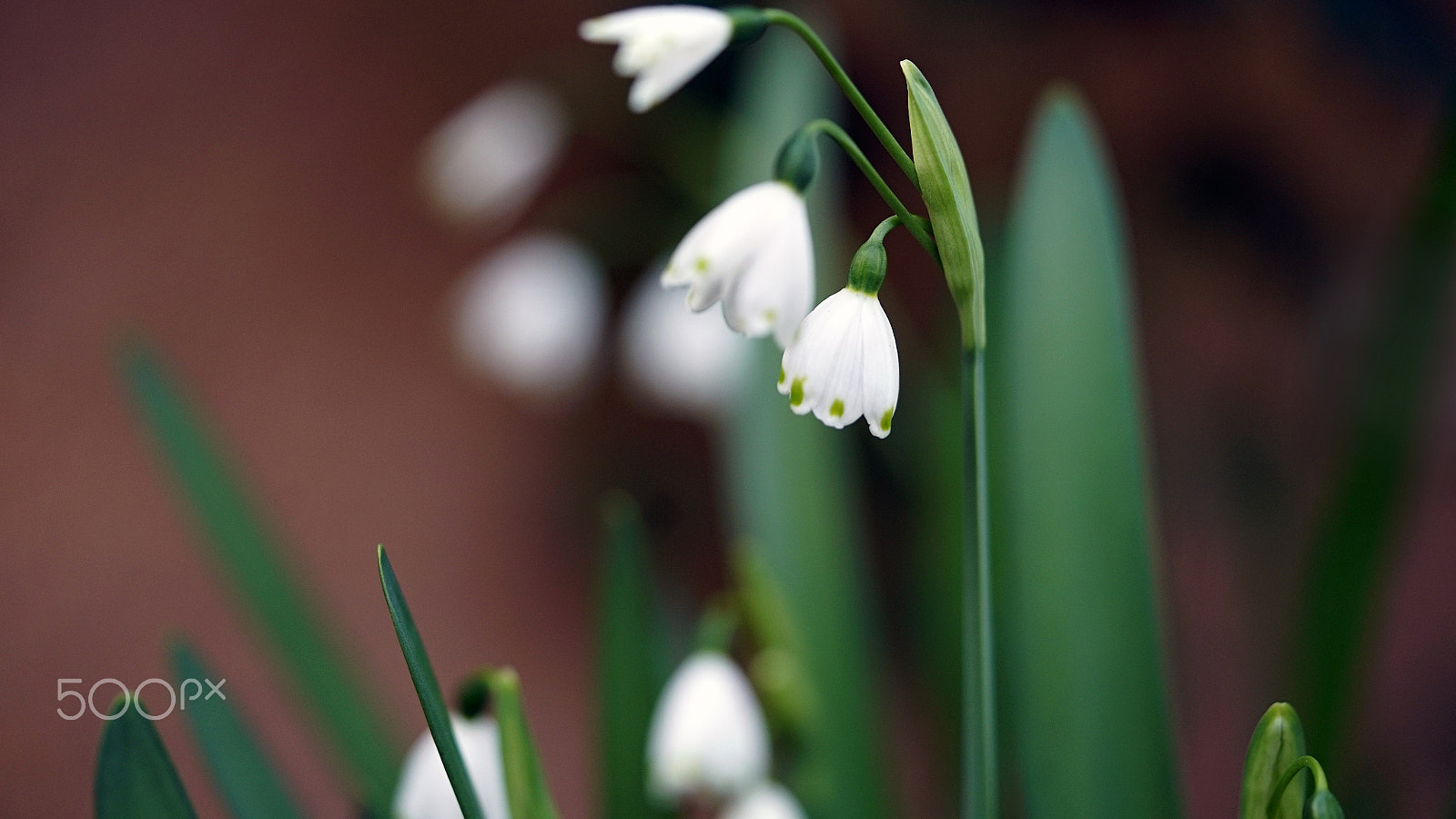 Sony a7S II + Sony FE 90mm F2.8 Macro G OSS sample photo. This is where i'll stay photography