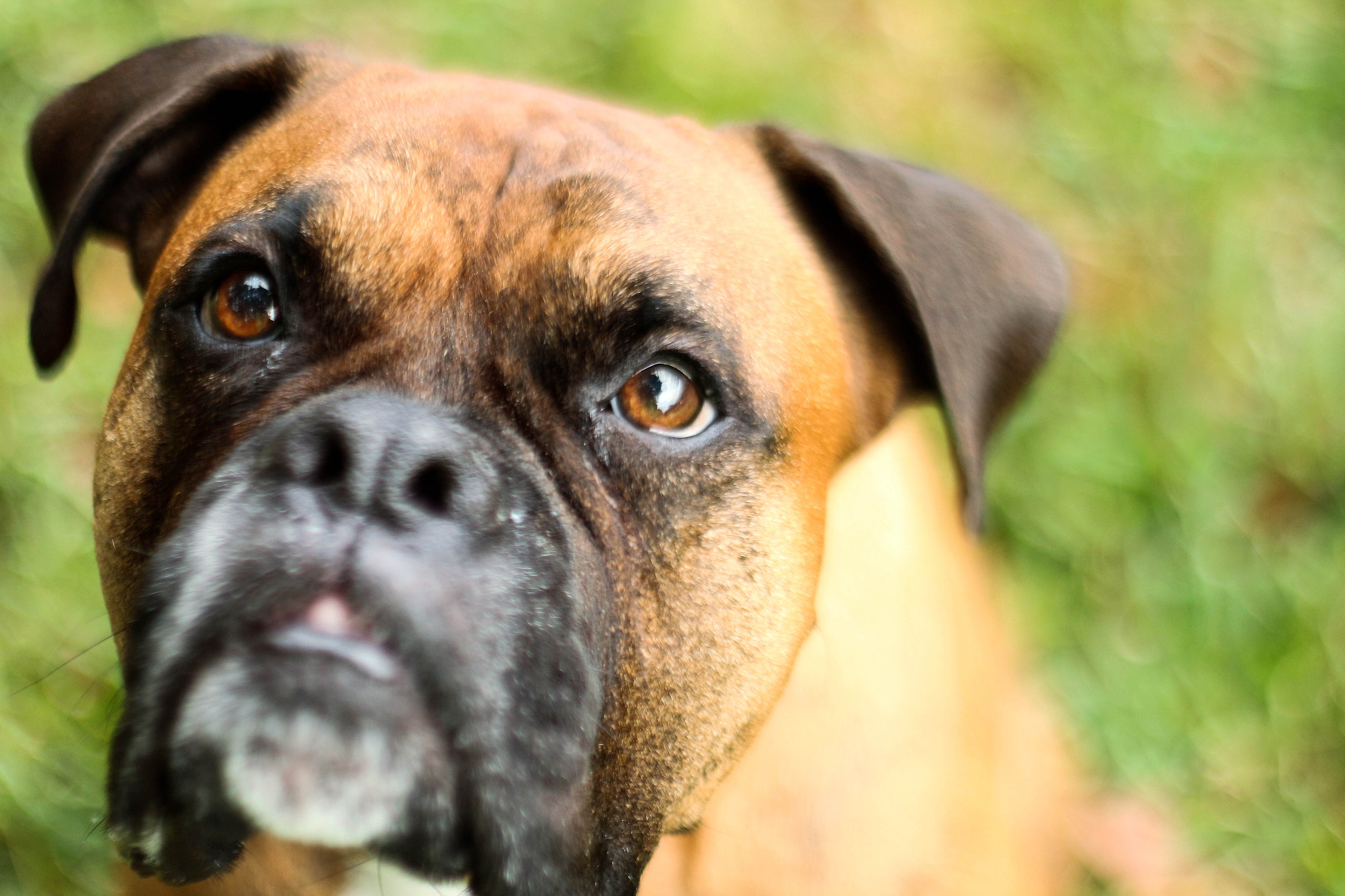 Canon EOS 650D (EOS Rebel T4i / EOS Kiss X6i) + Canon EF 50mm F1.8 II sample photo. Boxer dog photography