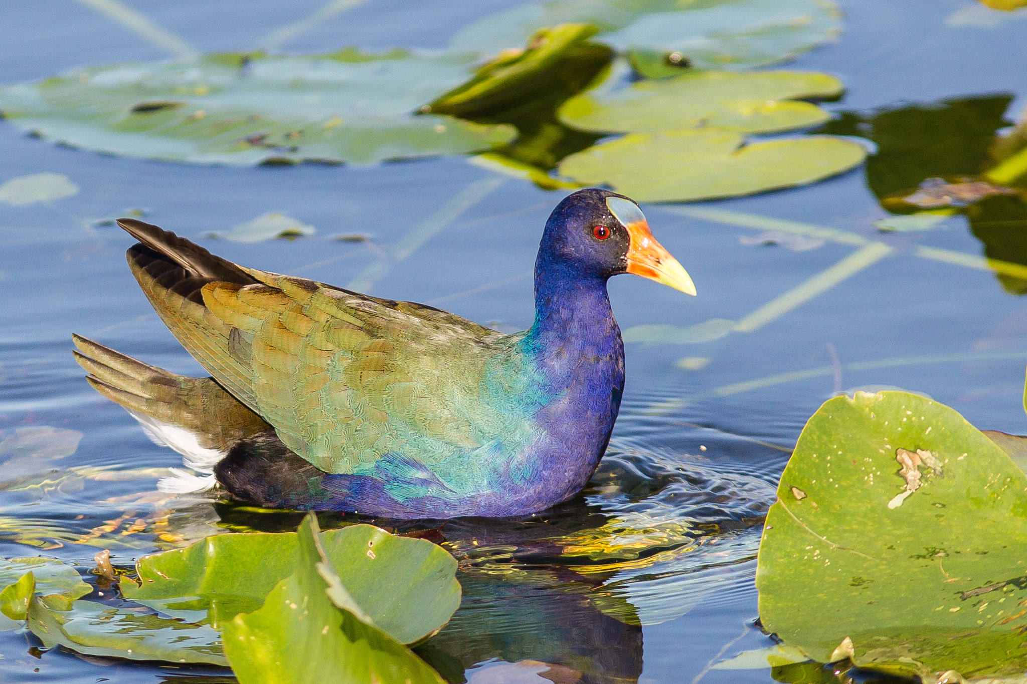 Canon EF 300mm F4L IS USM sample photo. Purple gallinule photography