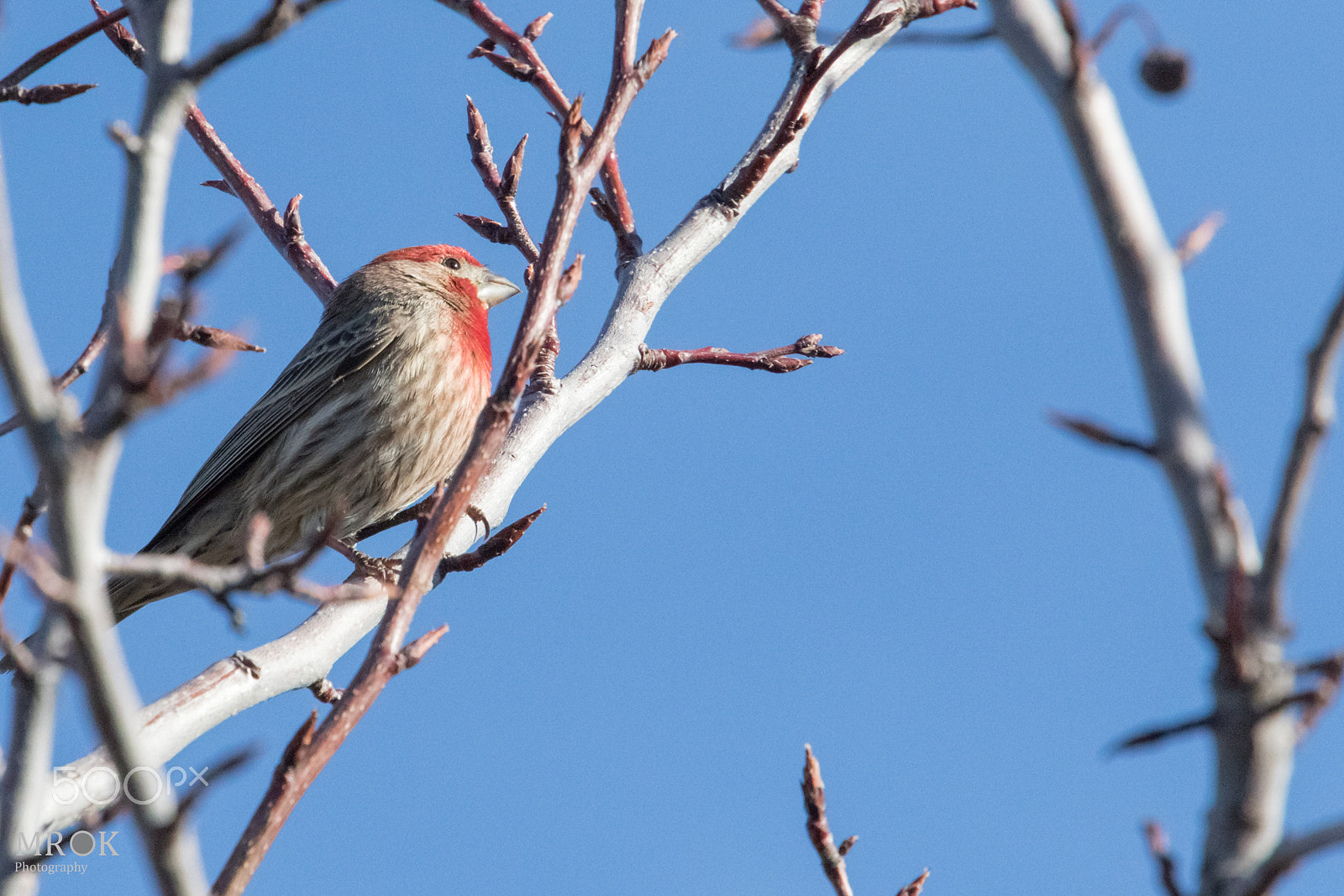 Canon EOS 7D Mark II + Canon EF 70-200mm F4L USM sample photo. Hf1 photography