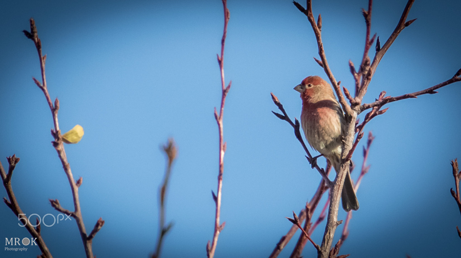 Canon EOS 7D Mark II + Canon EF 70-200mm F4L USM sample photo. Hf2 photography