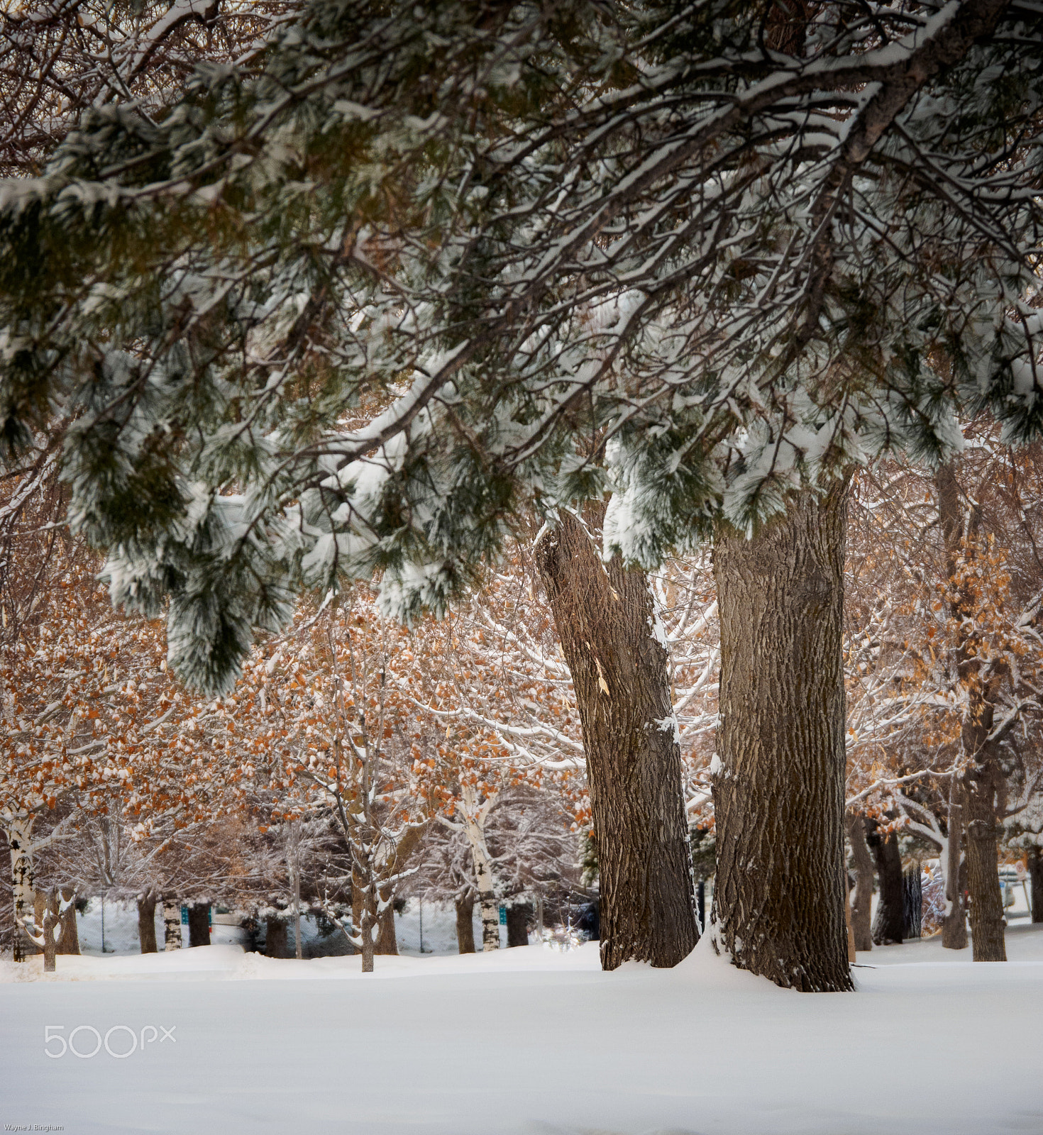 Olympus OM-D E-M1 sample photo. Under pine trees photography