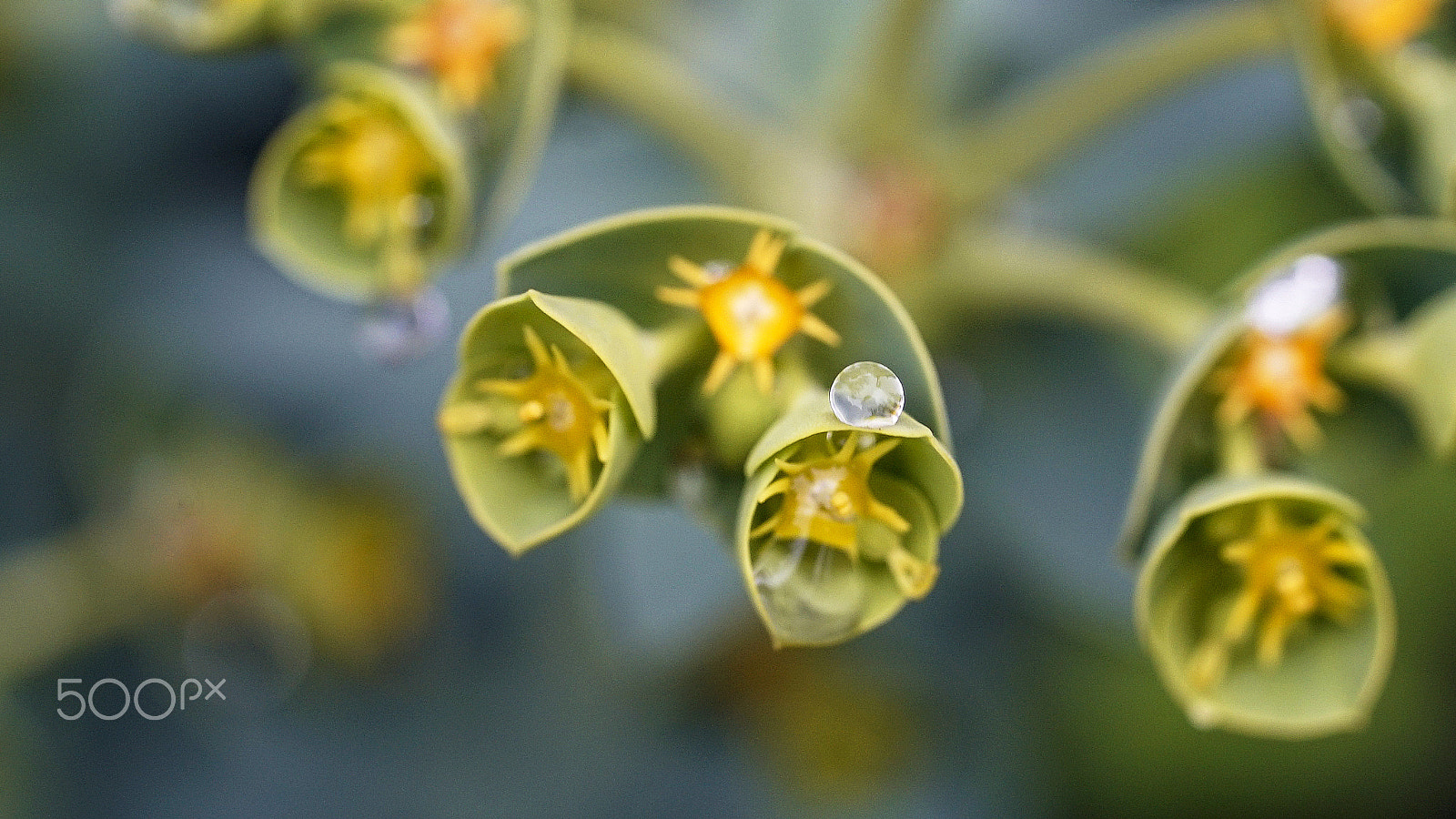 Sony a7S II + Sony FE 90mm F2.8 Macro G OSS sample photo. It's raining again photography