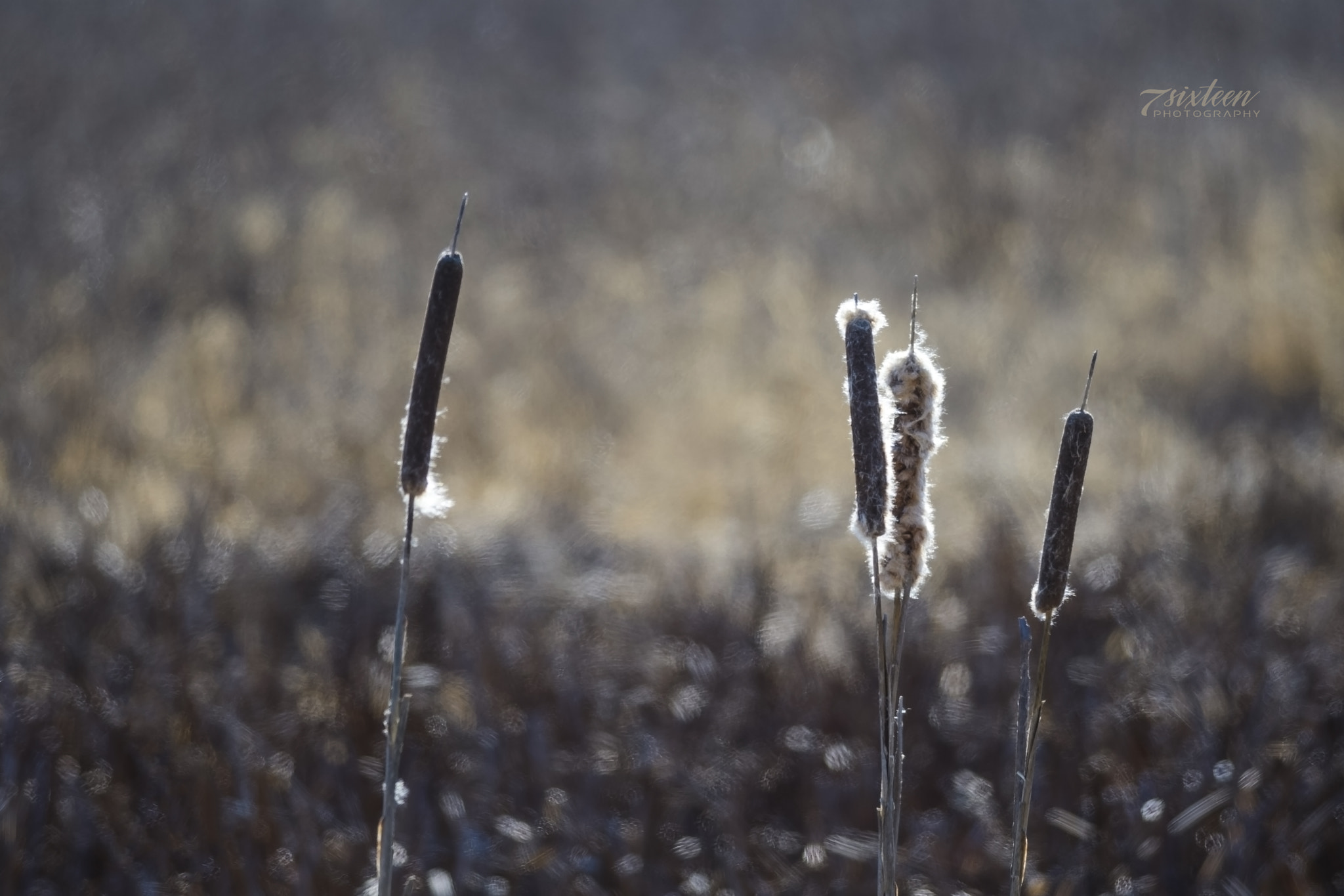 Nikon D500 + Nikon AF-S Nikkor 300mm F4D ED-IF sample photo. Cattails photography