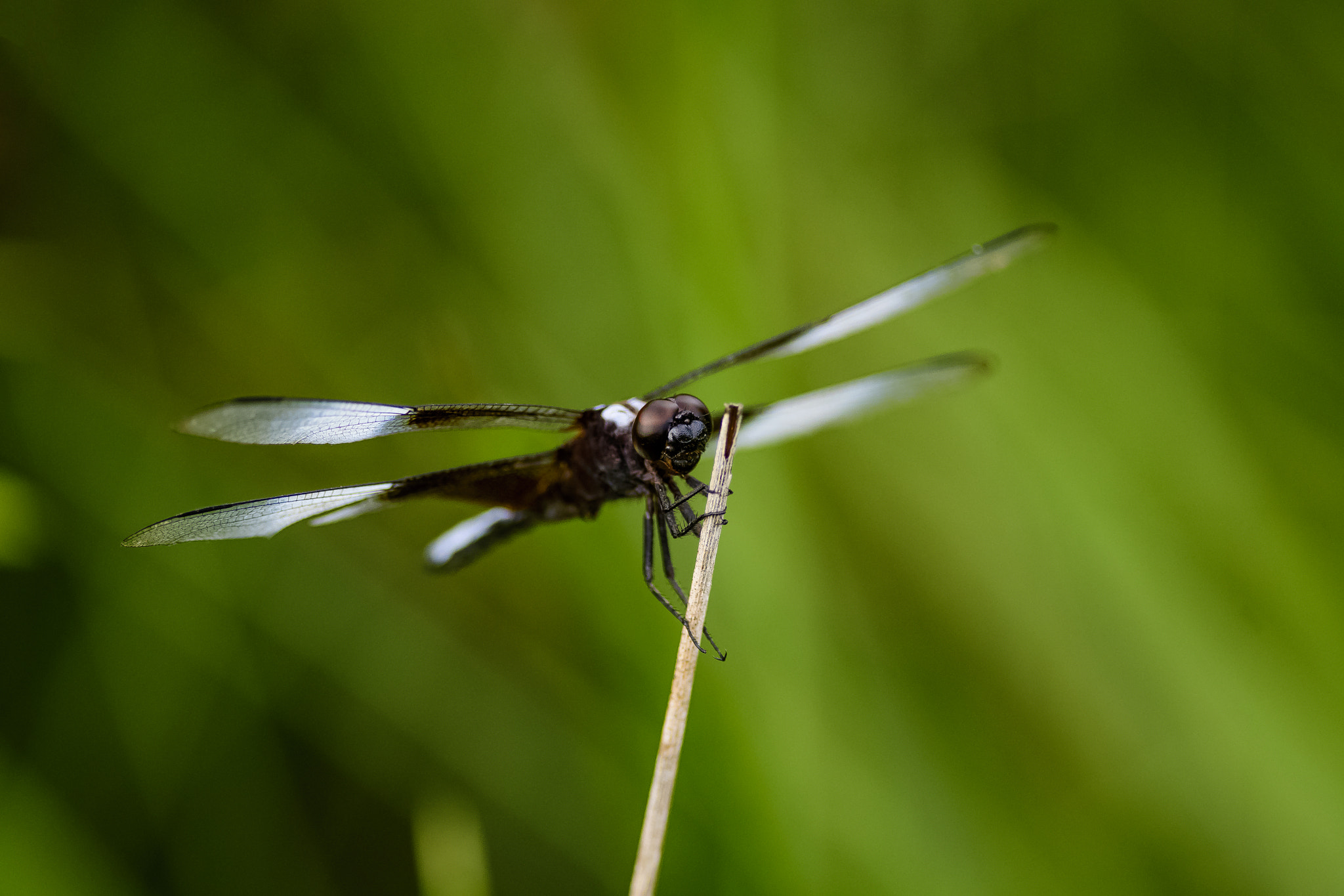 Nikon AF-S Nikkor 300mm F4D ED-IF sample photo. Dragon fly photography
