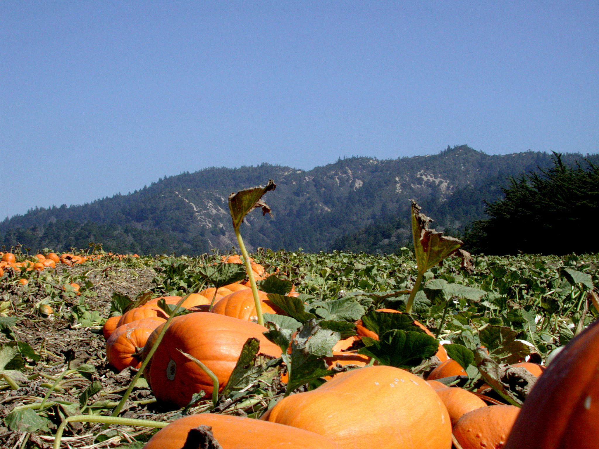 Nikon E990 sample photo. Pumpkin patch near ano nuevo photography