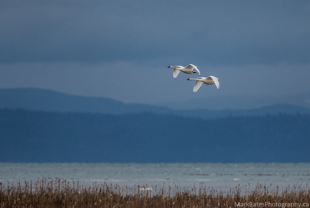 Canon EF 500mm F4L IS II USM sample photo. Trumpeters photography