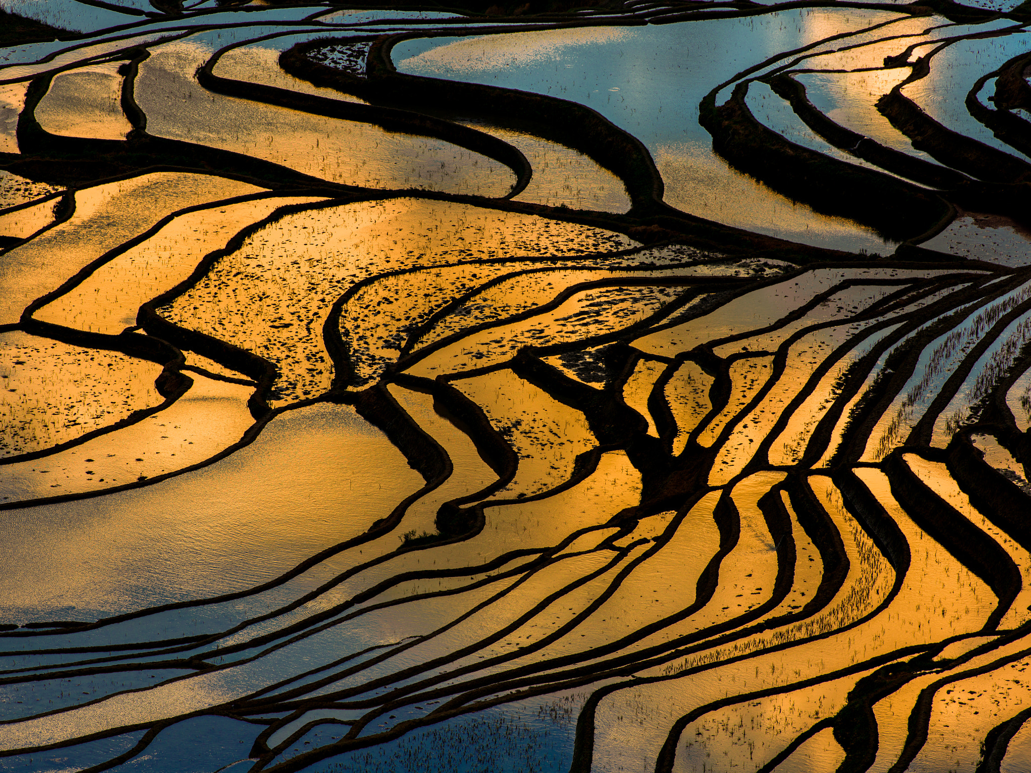 Hasselblad H5D + HC 300 sample photo. Golden terraced fields photography