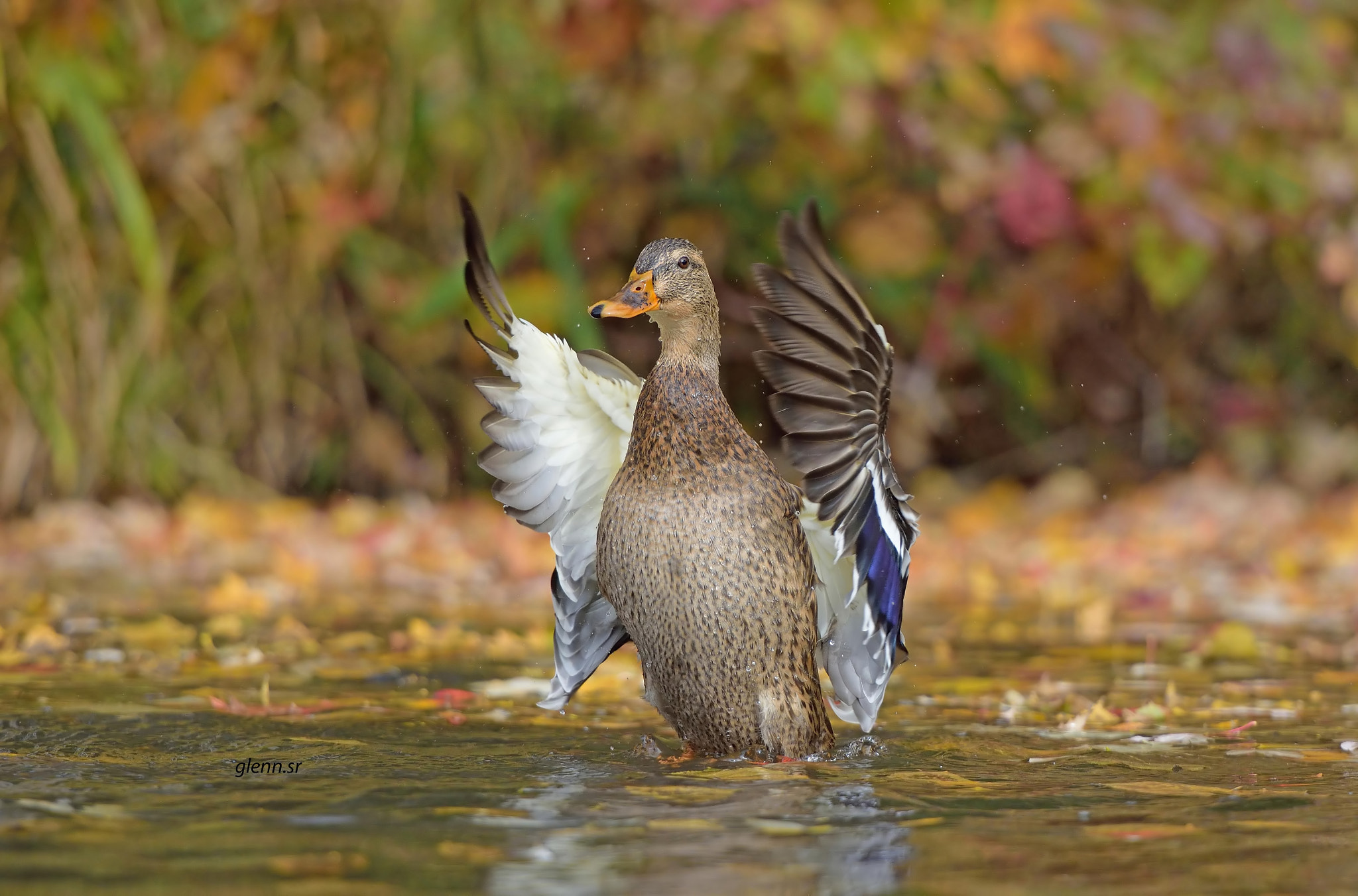 Nikon AF-S Nikkor 70-200mm F2.8G ED VR II sample photo. Mallard photography