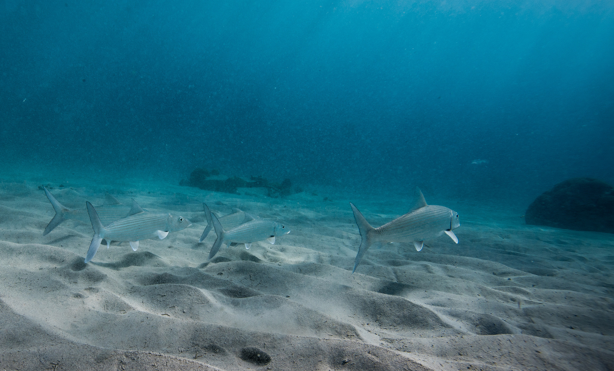 Nikon AF-S Nikkor 17-35mm F2.8D ED-IF sample photo. Bonefish feeding in the sand photography