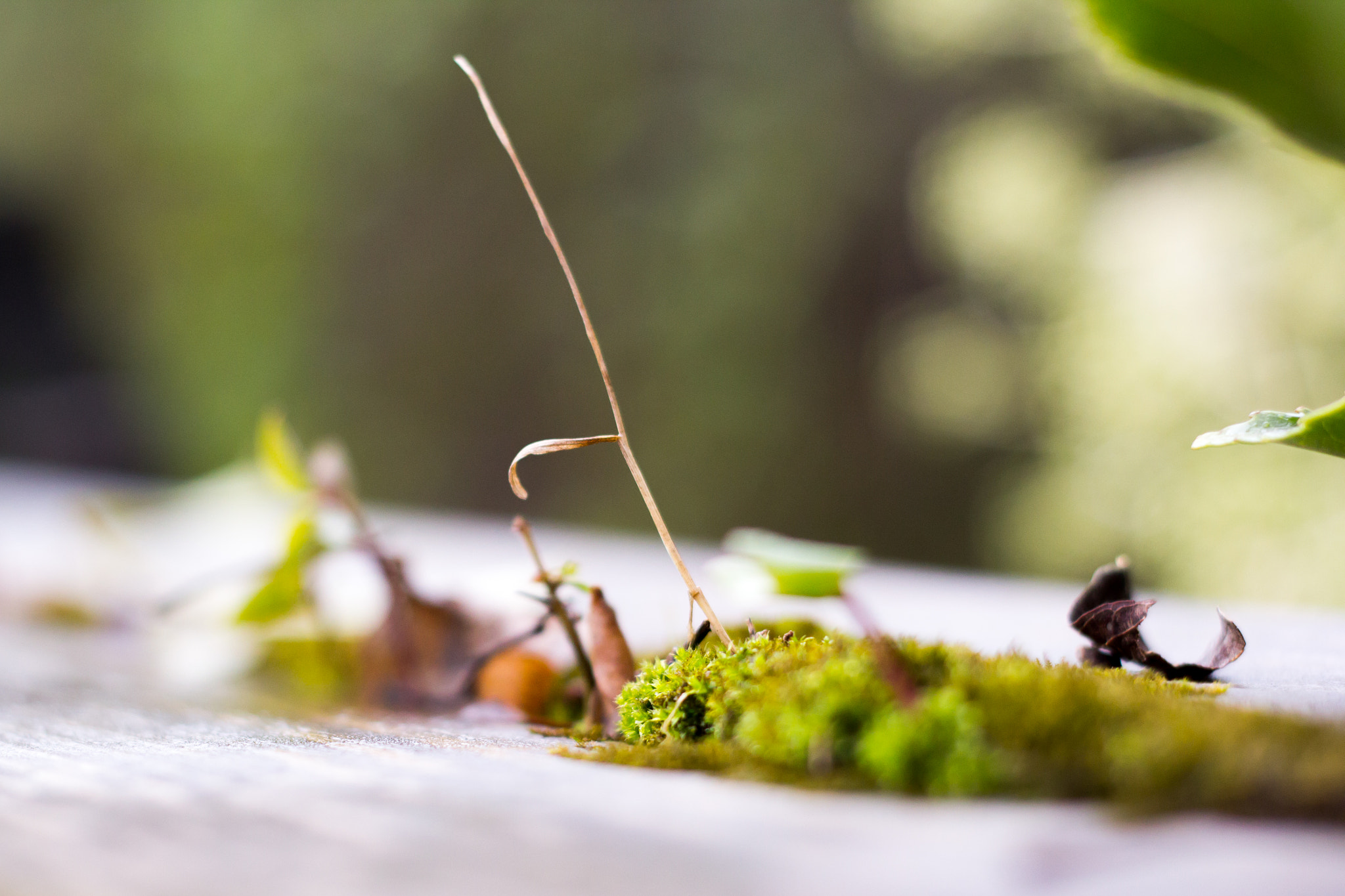 Canon EOS 60D + Canon EF 50mm f/1.8 sample photo. Life, prescient. photography