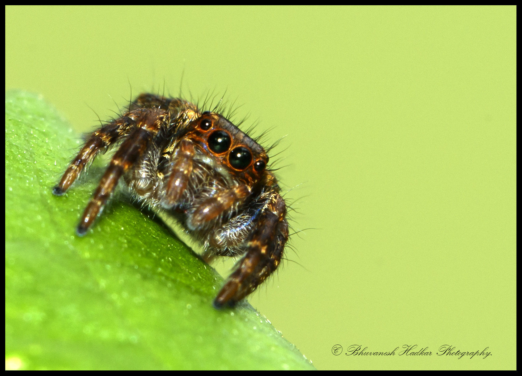 Nikon D800 sample photo. Oooo photography