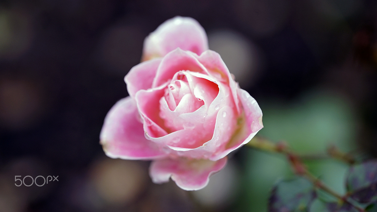 Sony a7S II + Sony FE 90mm F2.8 Macro G OSS sample photo. Addicted to a certain kind of sadness photography