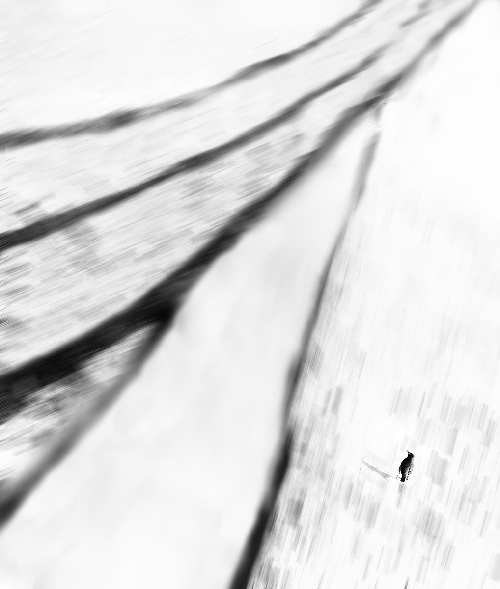 Phase One P65+ sample photo. Winter fence photography