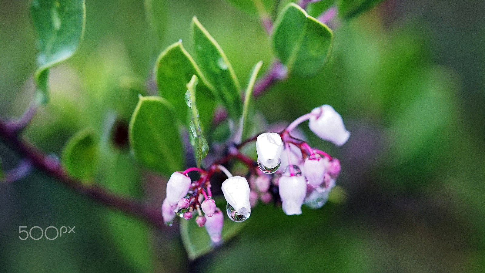 Sony FE 90mm F2.8 Macro G OSS sample photo. A little love photography