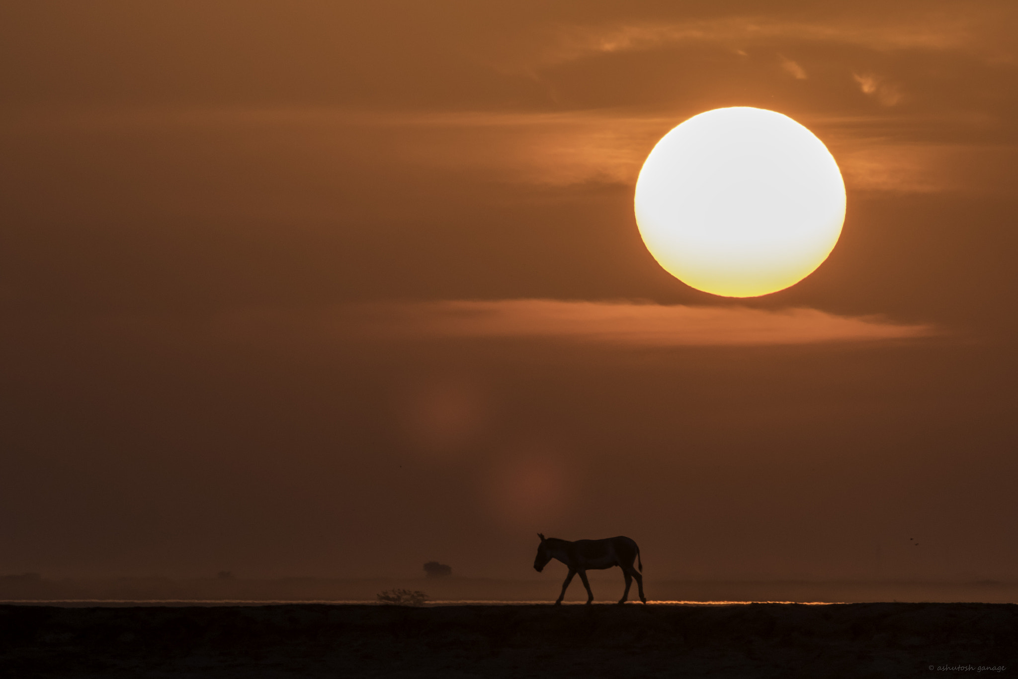 Canon EF 500mm F4L IS II USM sample photo. Sunset photography