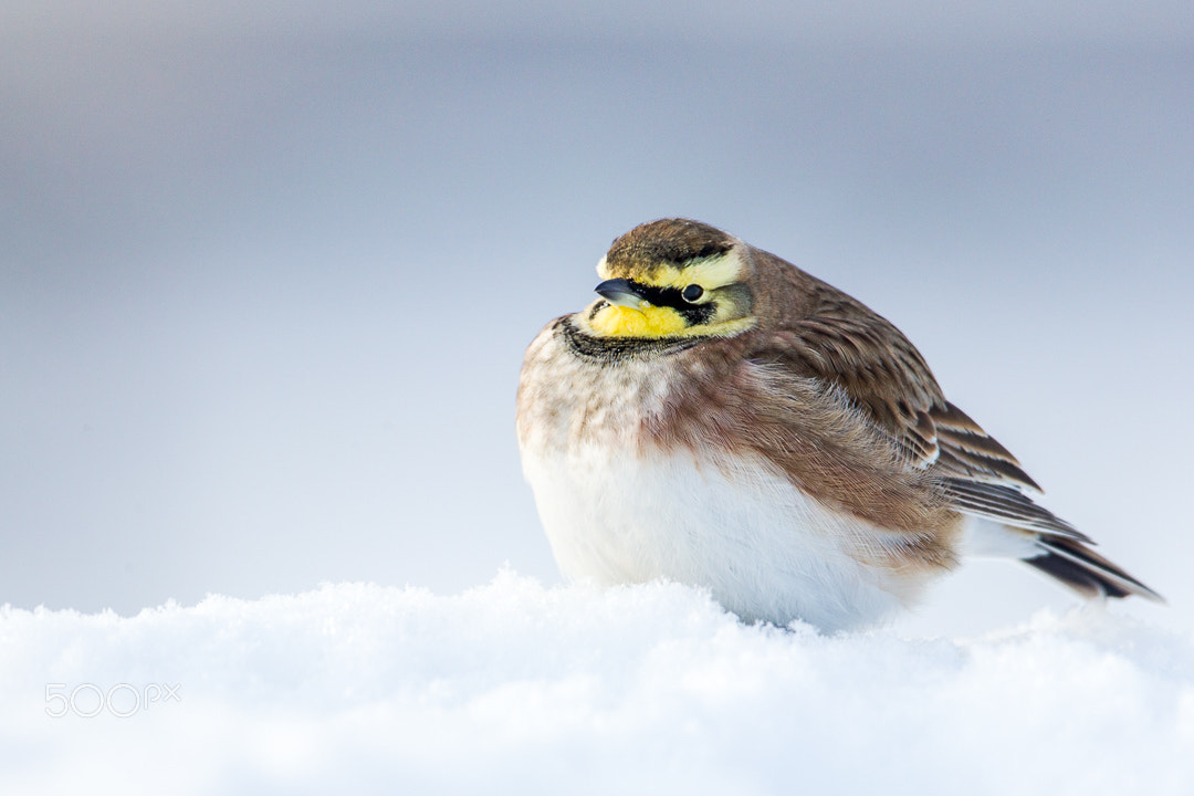 Canon EF 500mm F4L IS USM sample photo. It's so cold!!!! photography