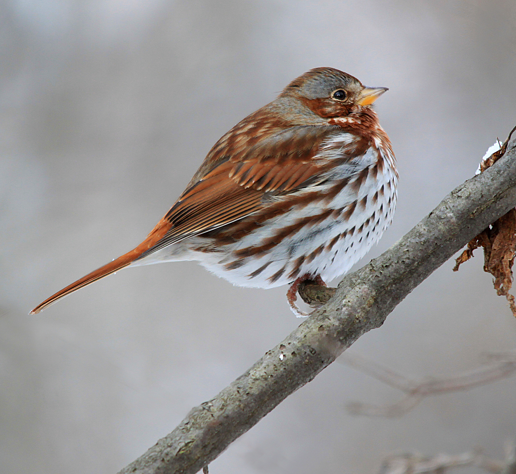 Sigma 150-500mm F5-6.3 DG OS HSM sample photo. Fox sparrow on branch photography