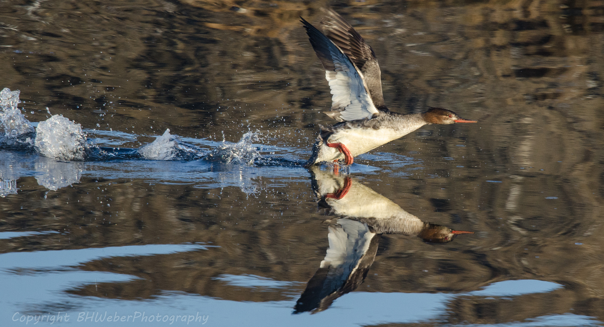 Nikon Nikkor AF-S 300mm F4E PF ED VR sample photo. Merganser lift off photography
