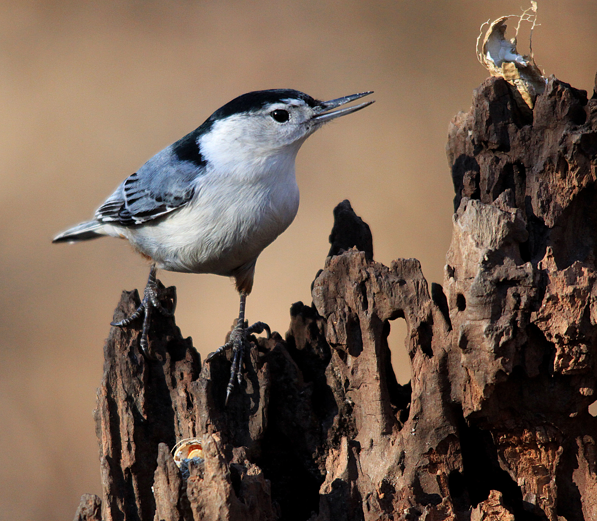 Sigma 150-500mm F5-6.3 DG OS HSM sample photo. White breasted nuthatch photography