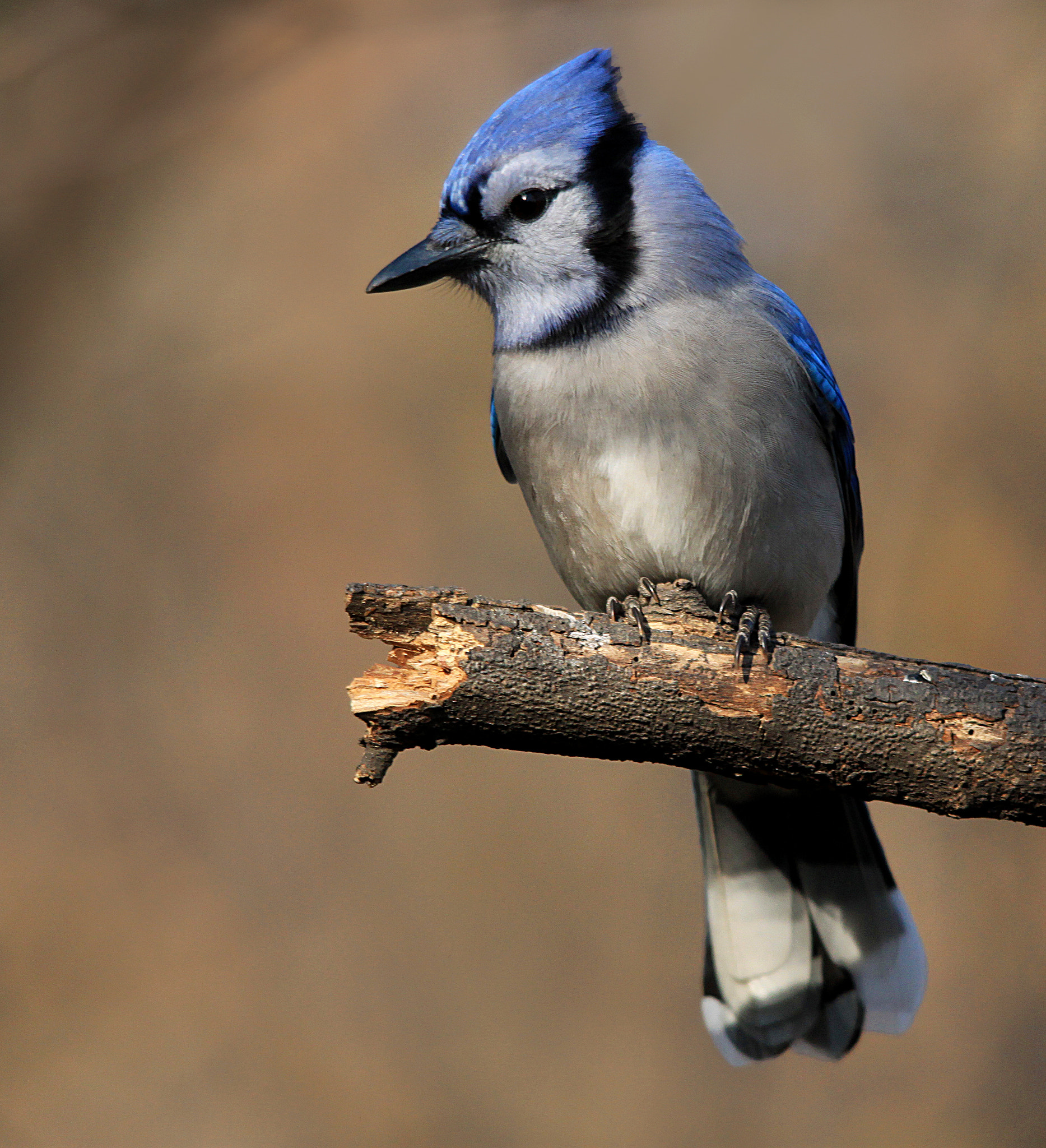 Sigma 150-500mm F5-6.3 DG OS HSM sample photo. Blue jay photography