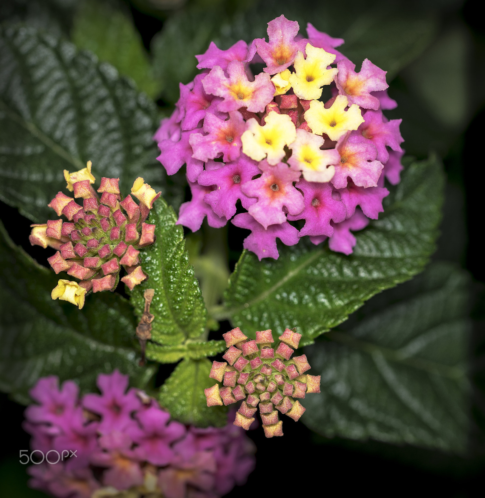 Sony a7R + Sony FE 90mm F2.8 Macro G OSS sample photo. Stages of blooming flowers photography