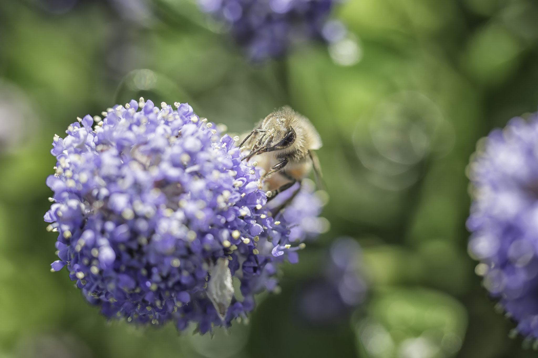Nikon D3200 + Tamron SP AF 60mm F2 Di II LD IF Macro sample photo. Busy as a bee photography