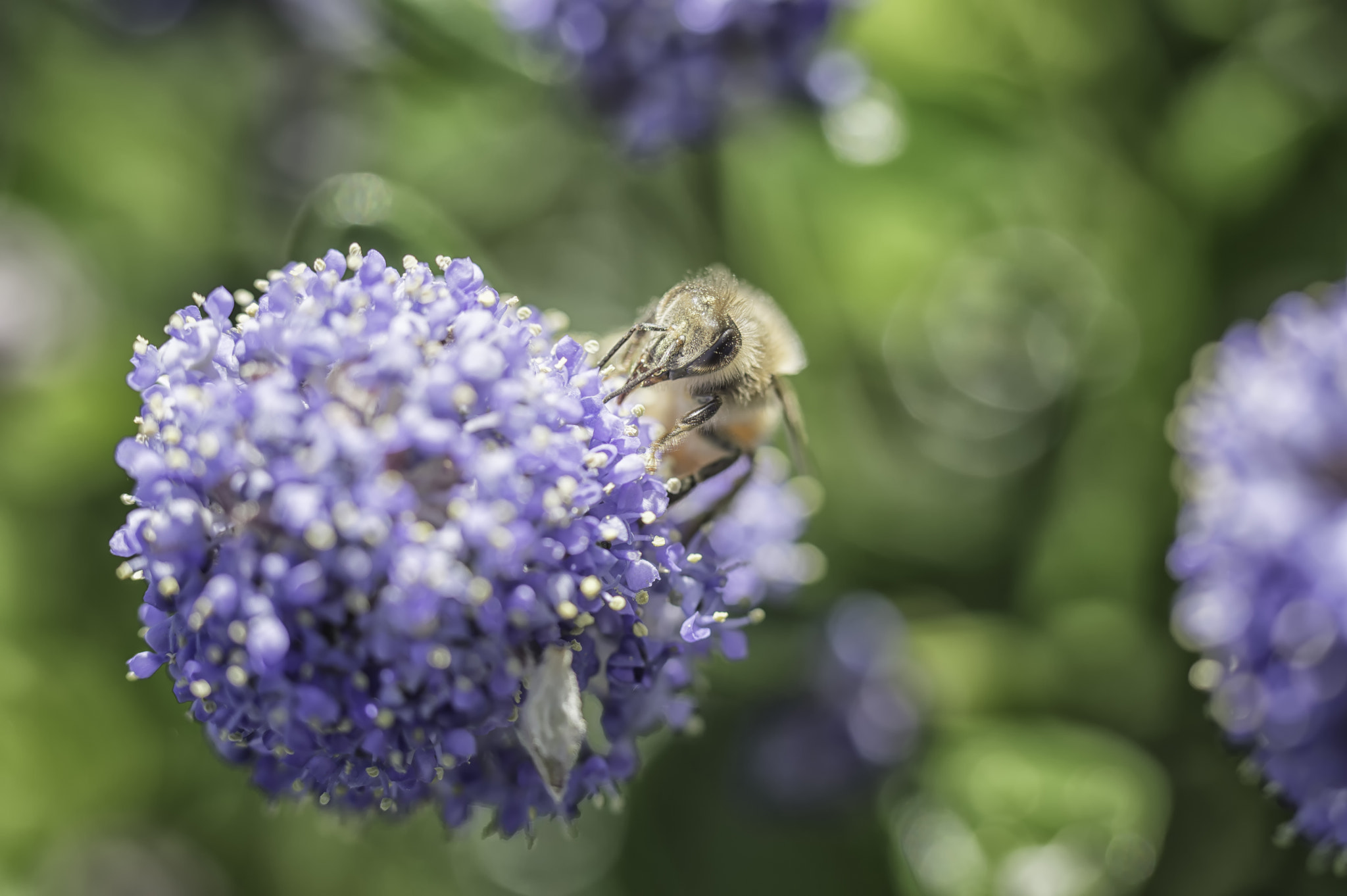 Nikon D3200 sample photo. Busy as a bee photography