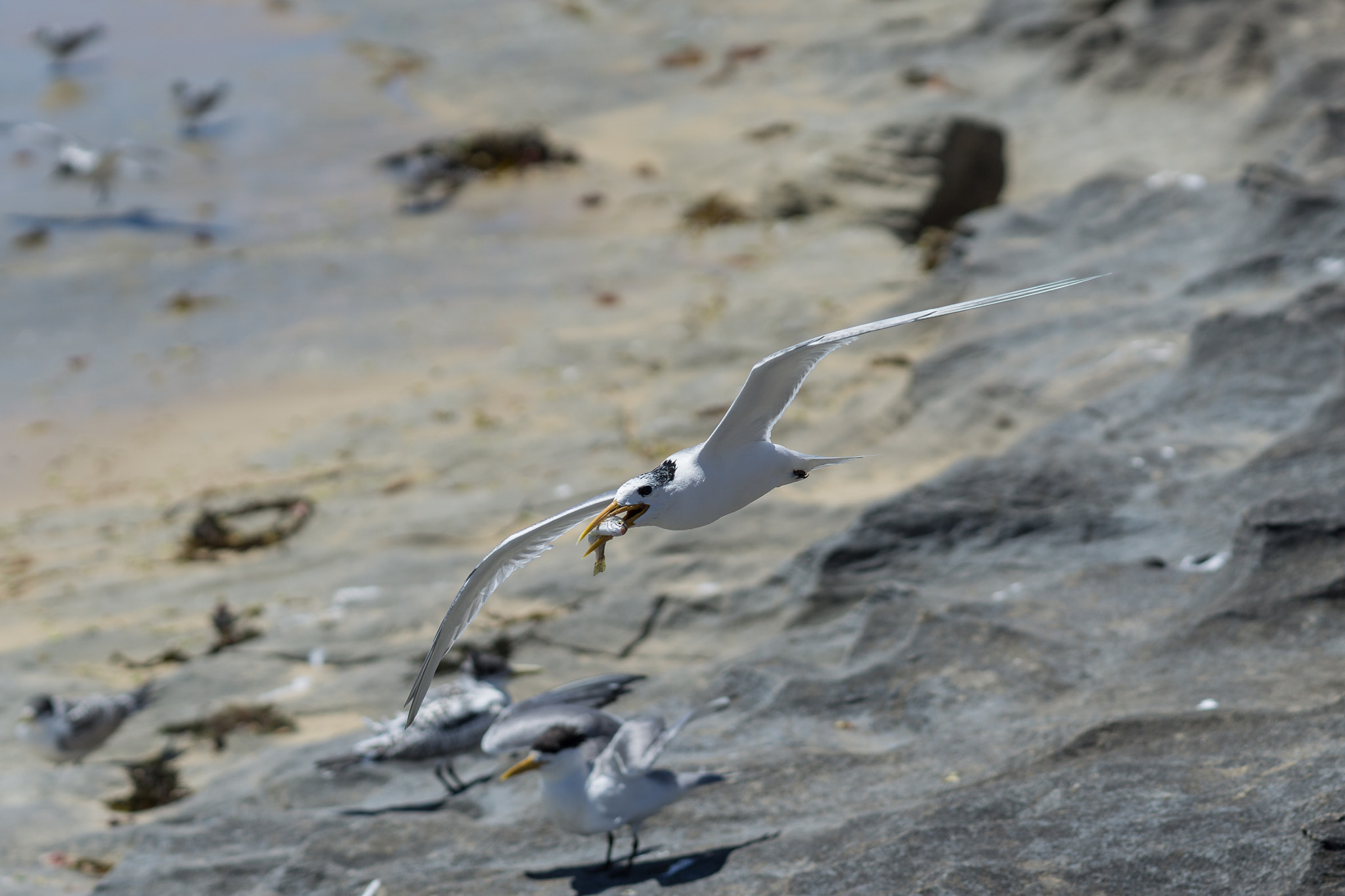 Sony FE 85mm F1.4 GM sample photo. Tern with fish photography