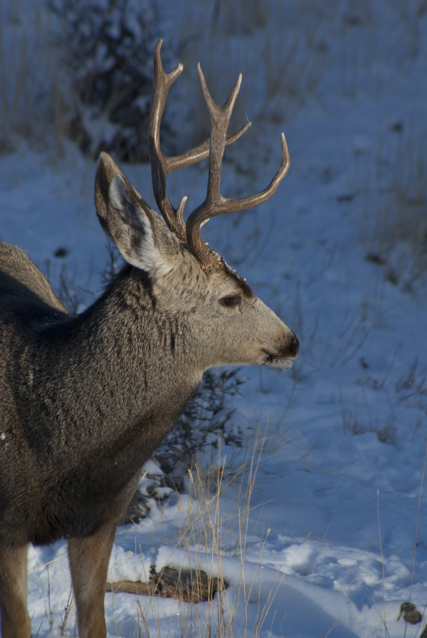 Pentax K10D sample photo. Mule deer - colorado photography