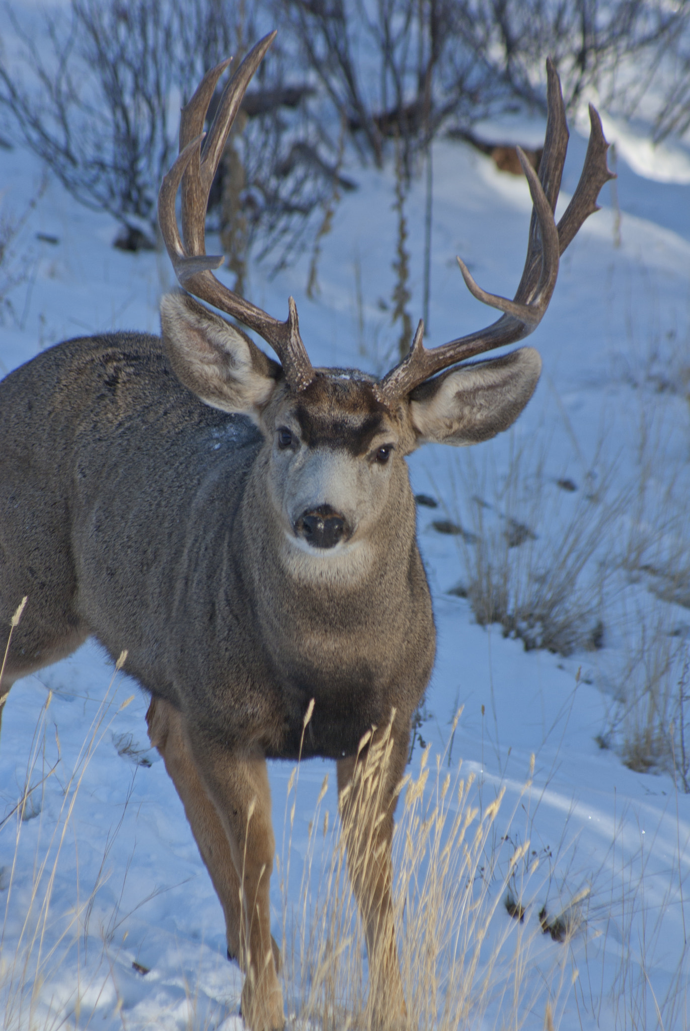 Pentax K10D sample photo. Mule deer - colorado photography