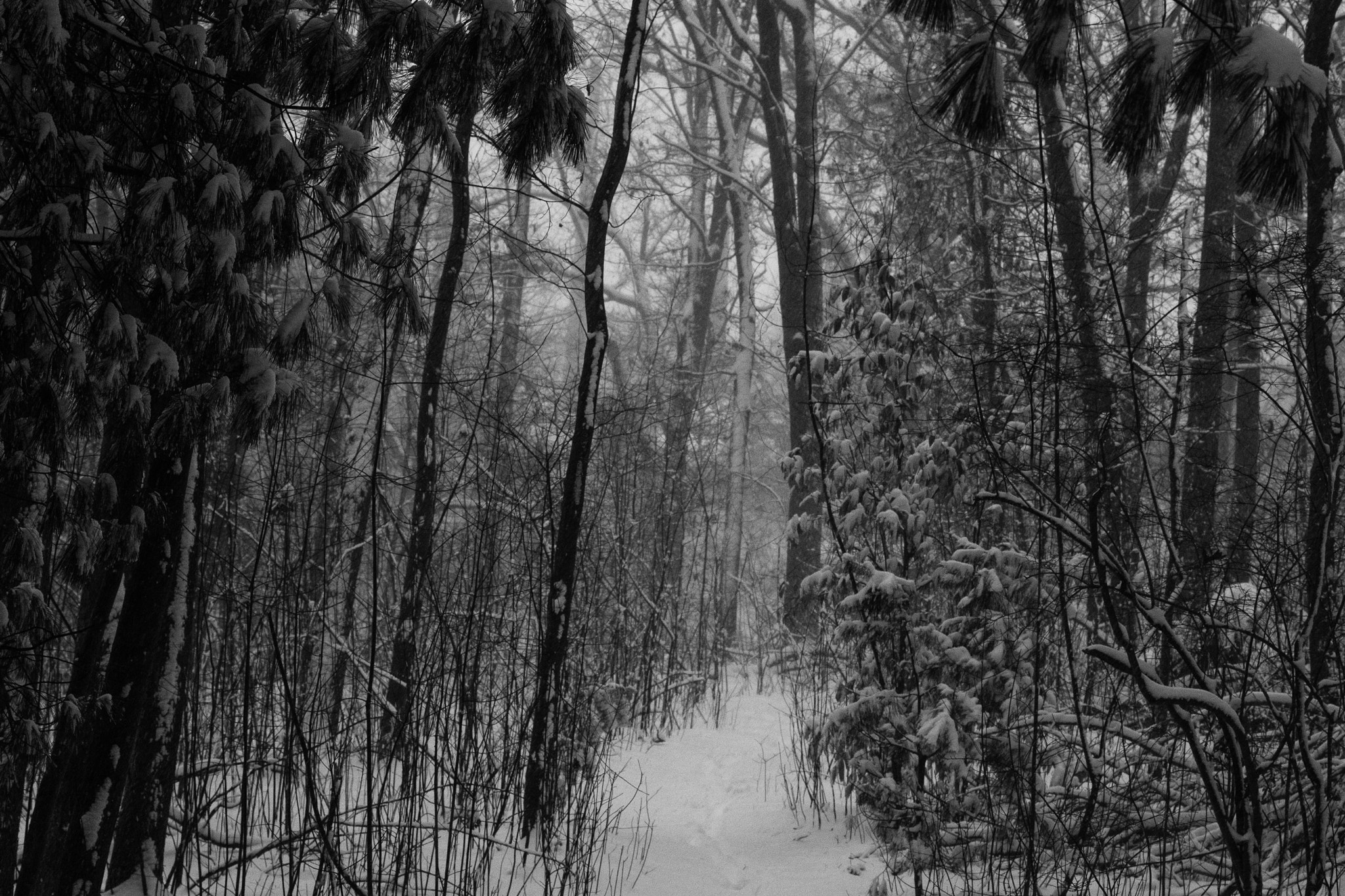 Pentax smc DA 50mm F1.8 sample photo. Snowy path photography