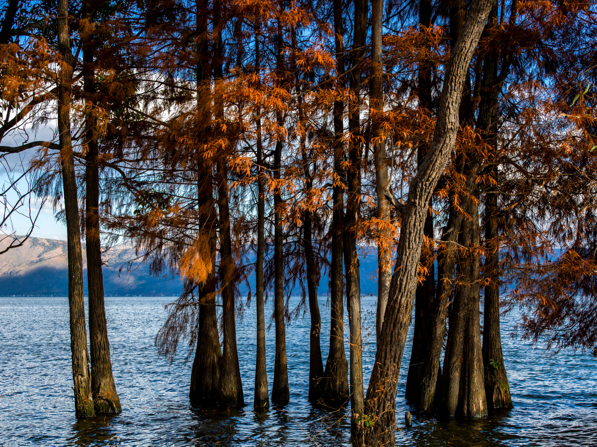 Hasselblad H5D + HCD 35-90 sample photo. A colorful winter in erhai lake photography